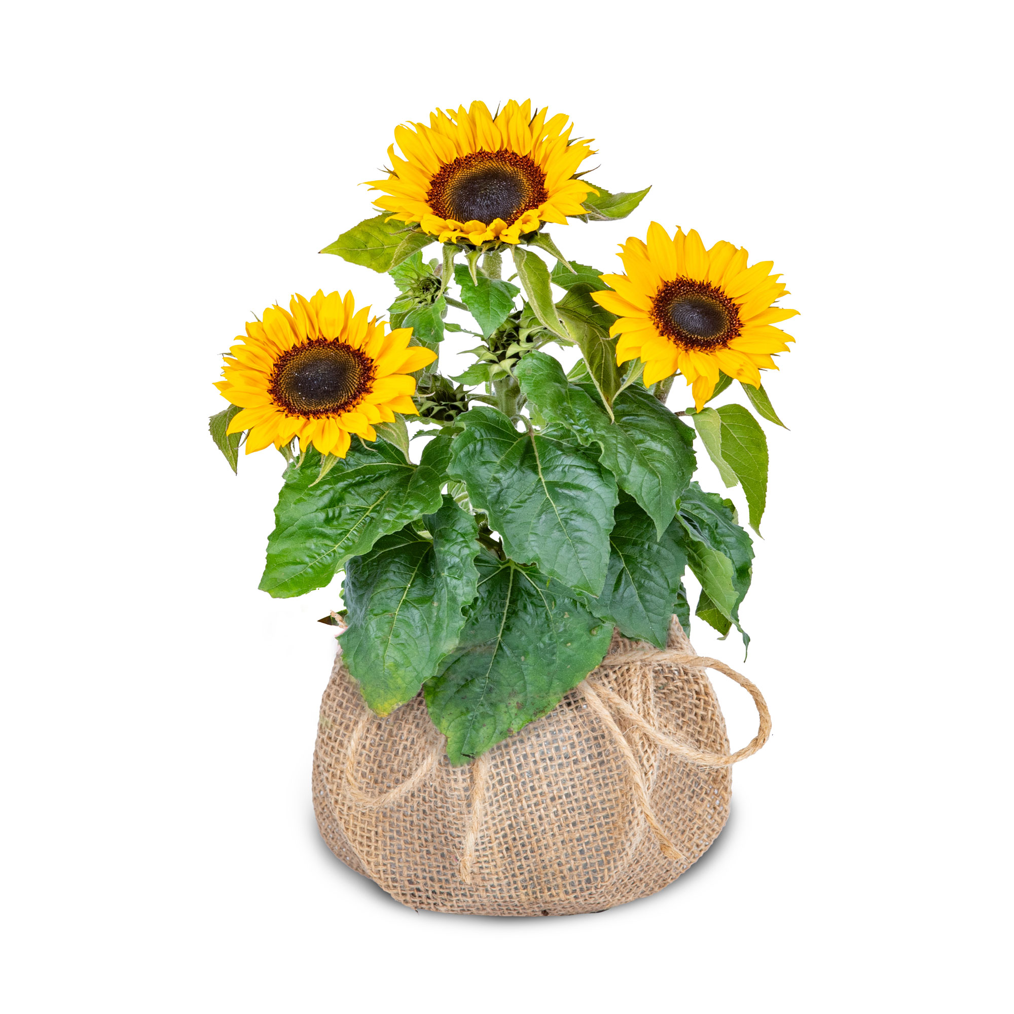 Sunflower Beauty
