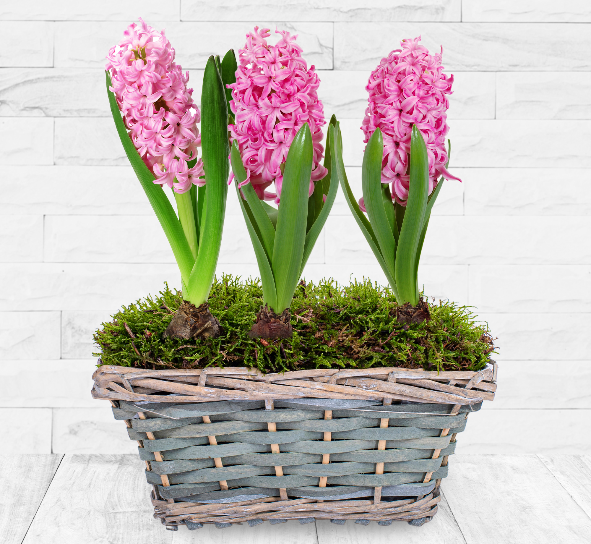Hyacinth Delight