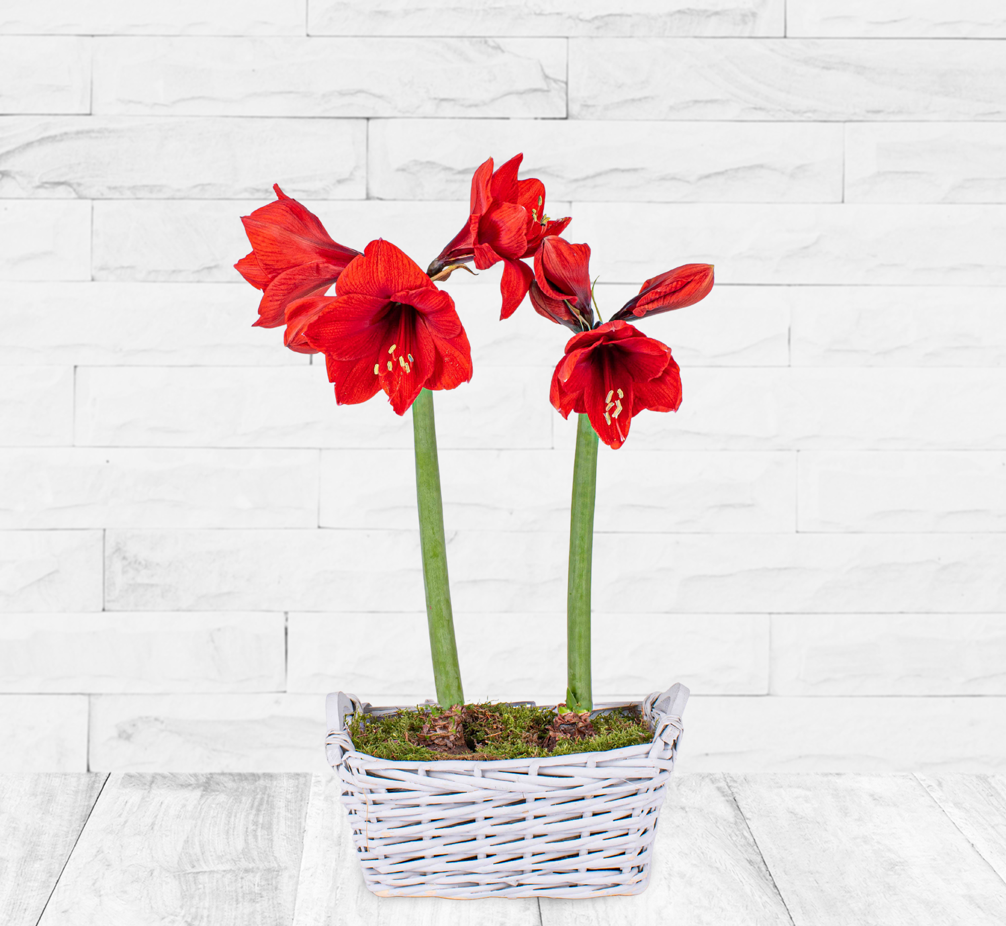 Christmas Amaryllis 123 Flowers