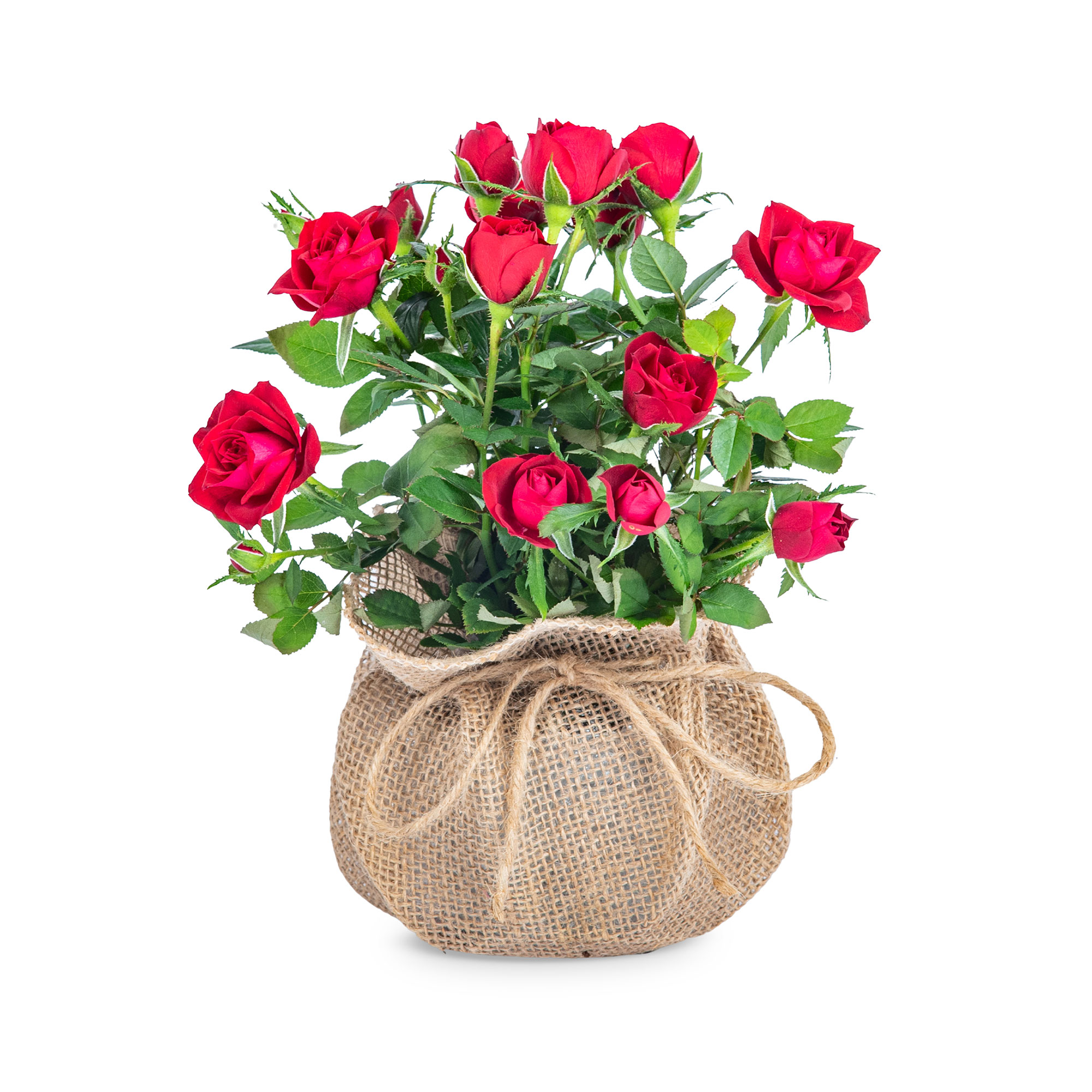 Rustic Rose