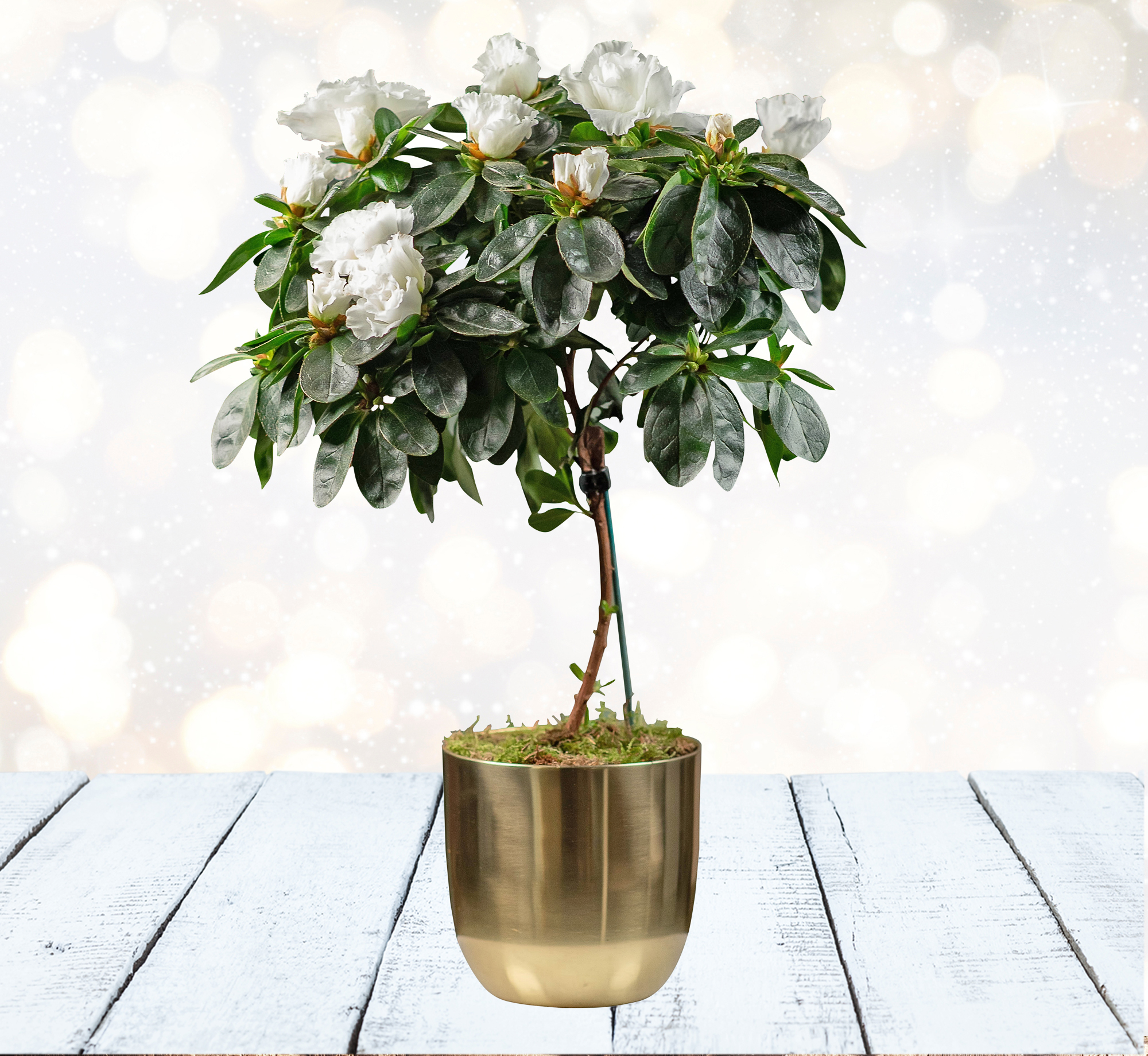 Holiday Azalea Topiary | 123 Flowers