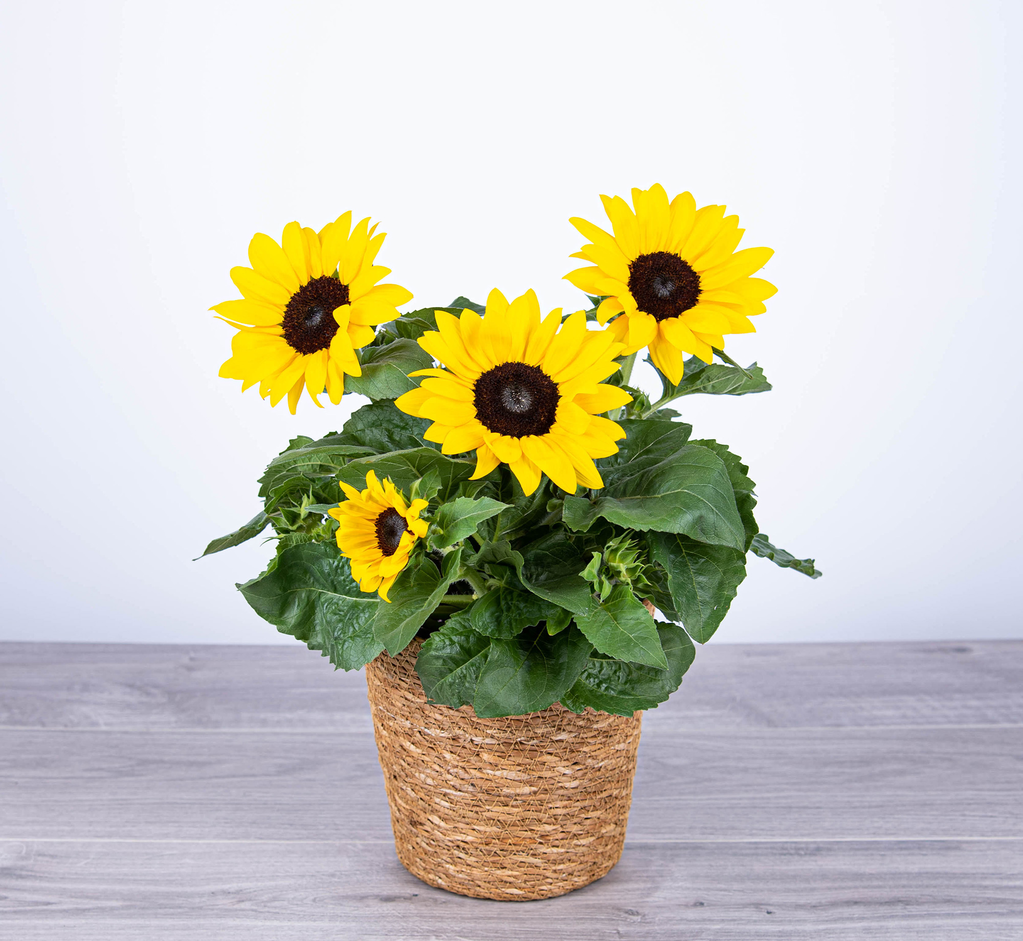 Sunflower Beauty
