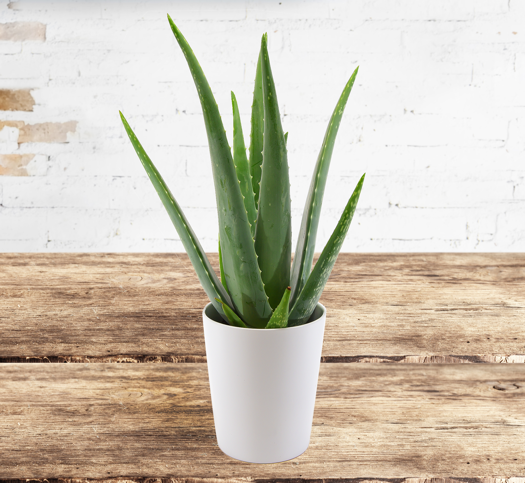 Aloe Vera Plant 123 Flowers