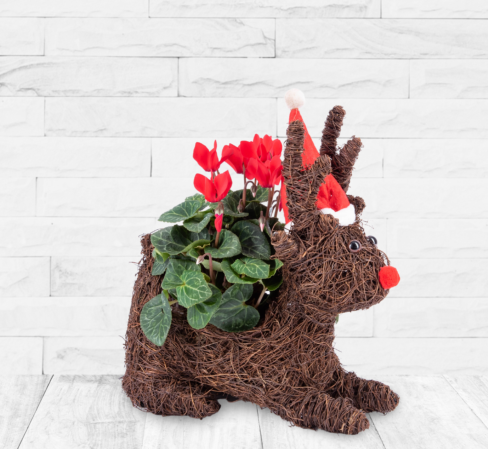 Outdoor Reindeer Cyclamen 123 Flowers