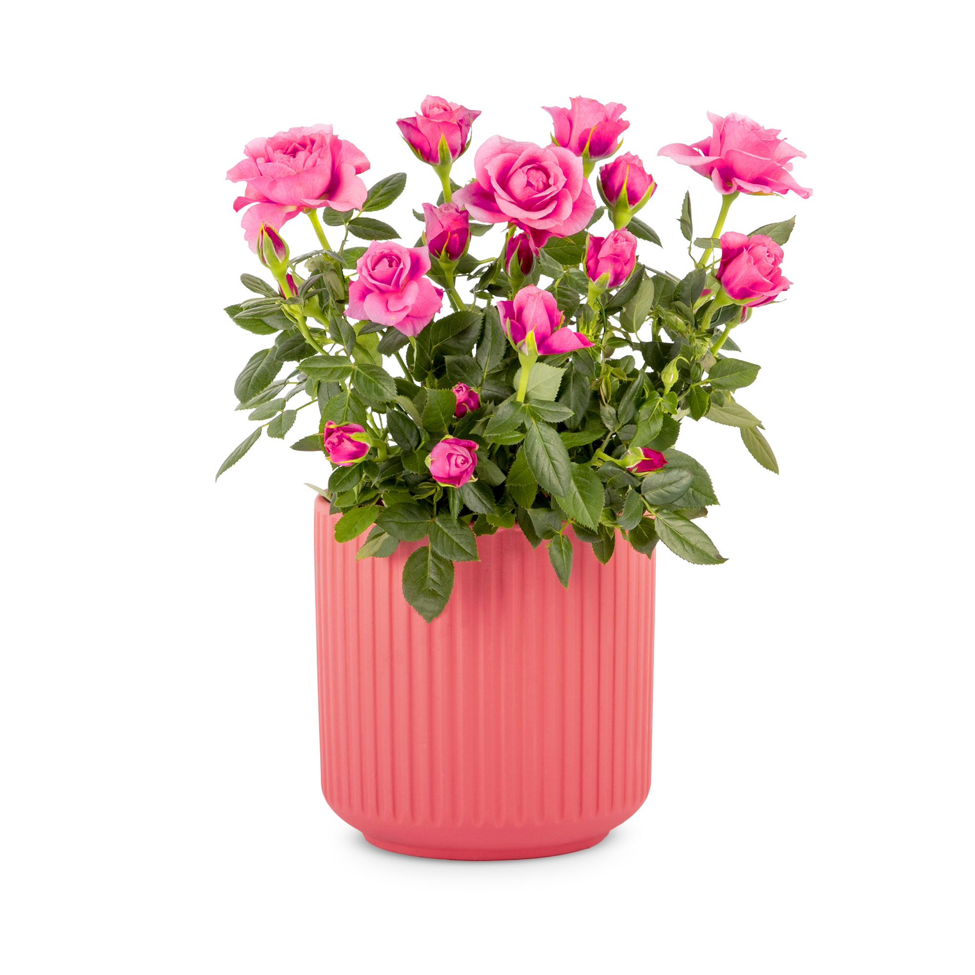 Rosebud