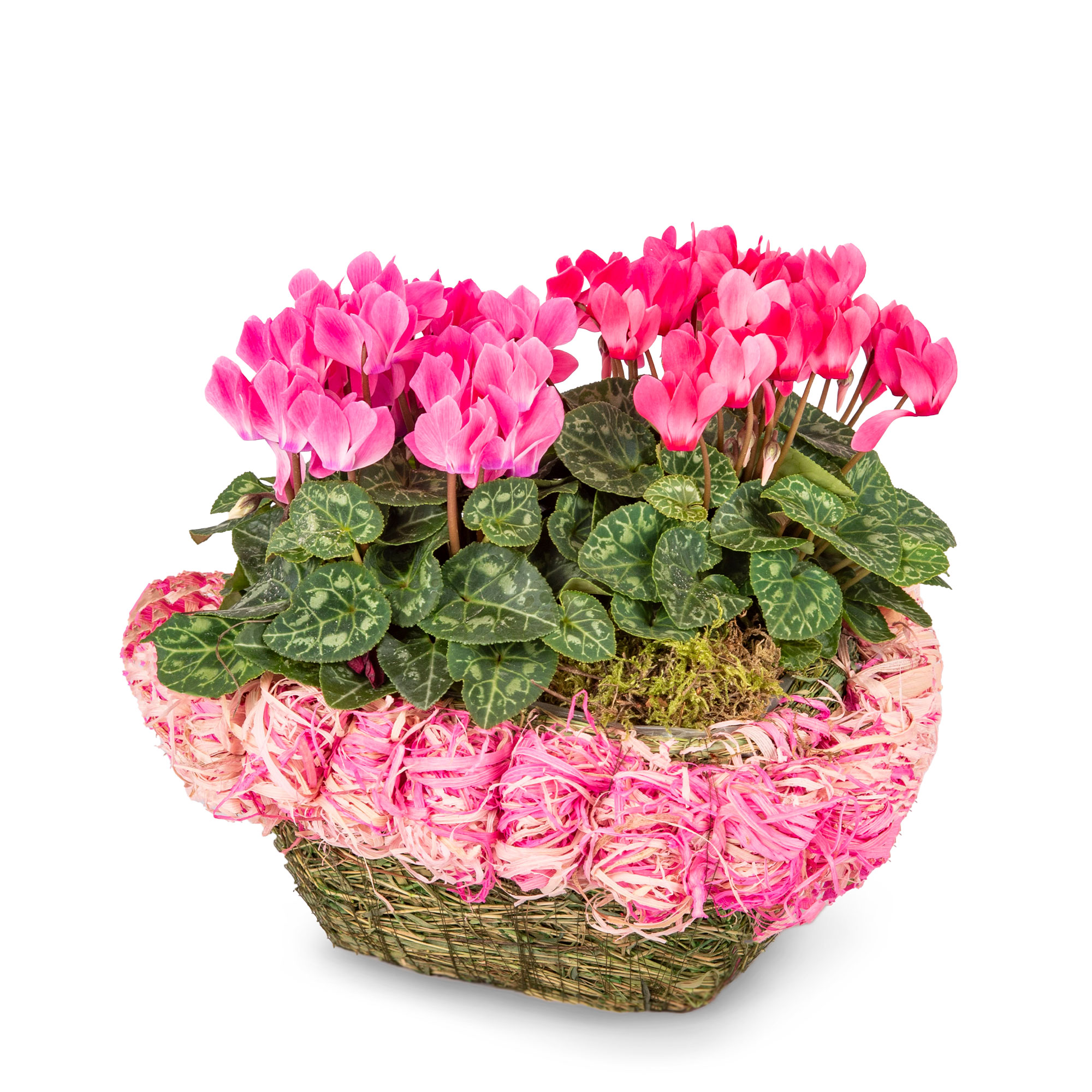 Mum's Cyclamen Basket