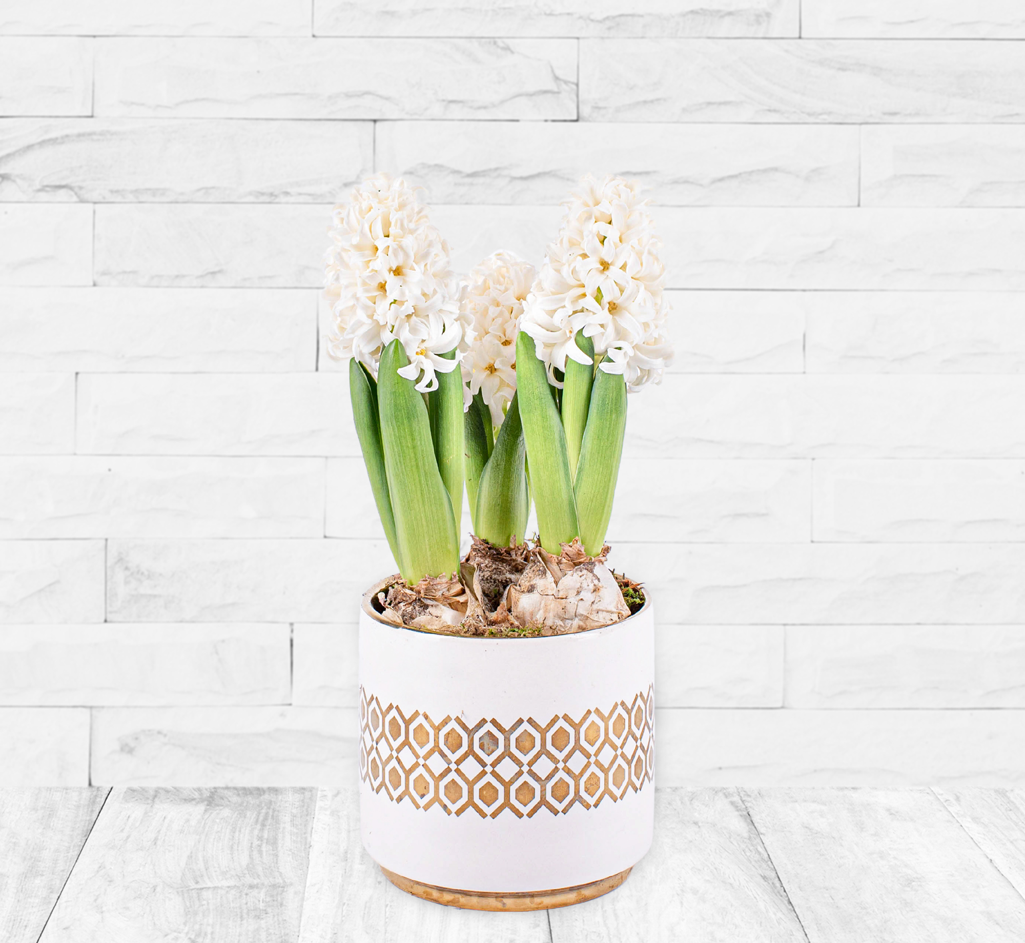 Christmas Hyacinths 123 Flowers