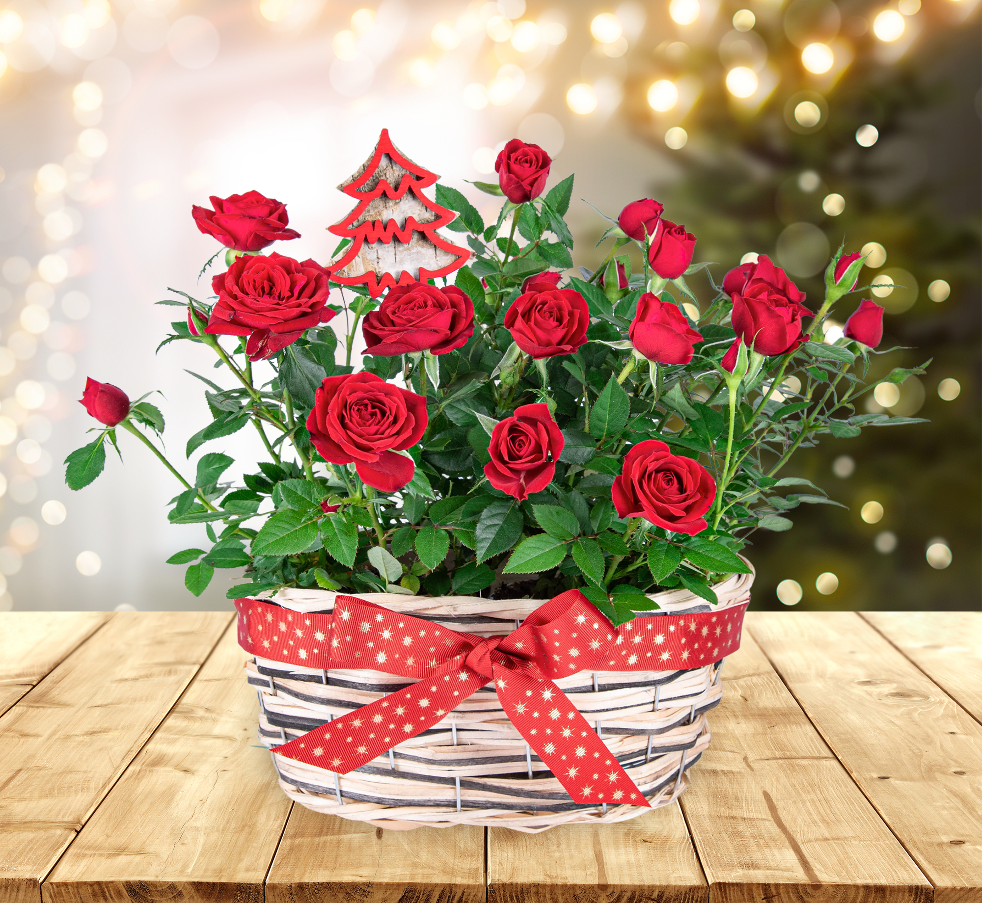 Festive Rose