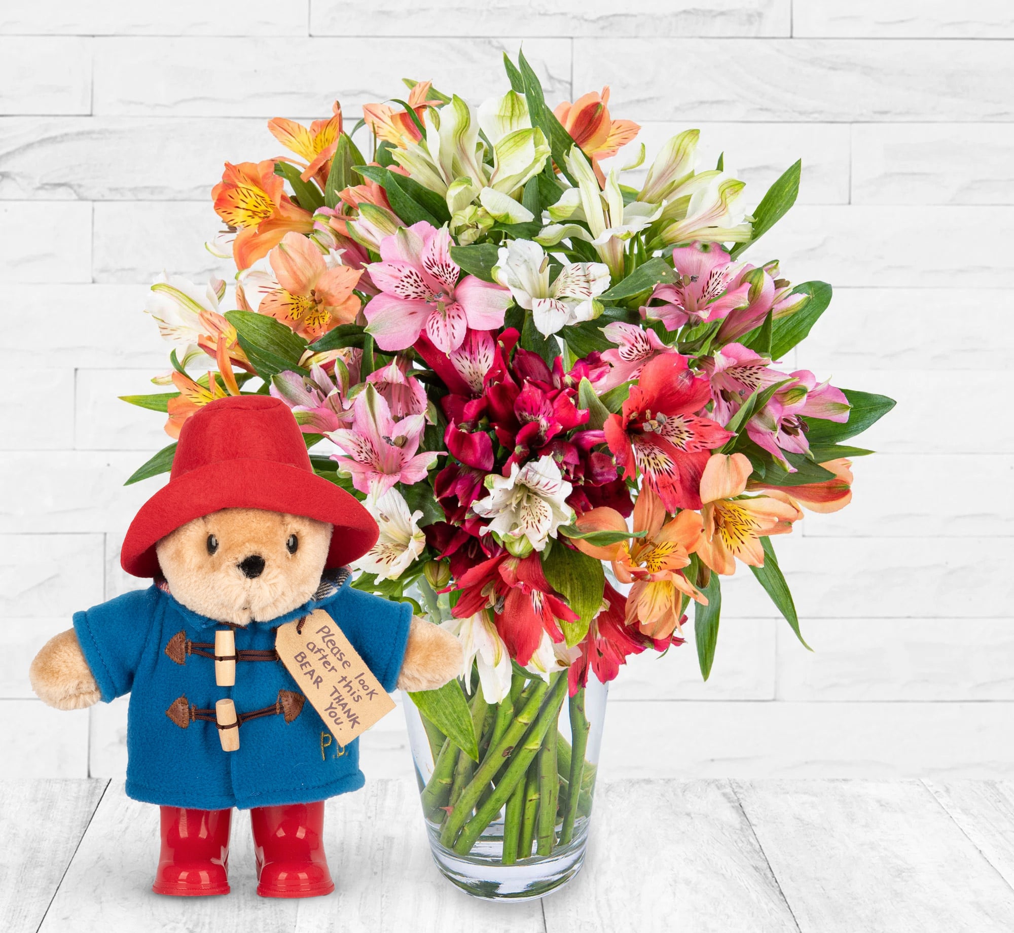 Elegant Alstro With Paddington Bear