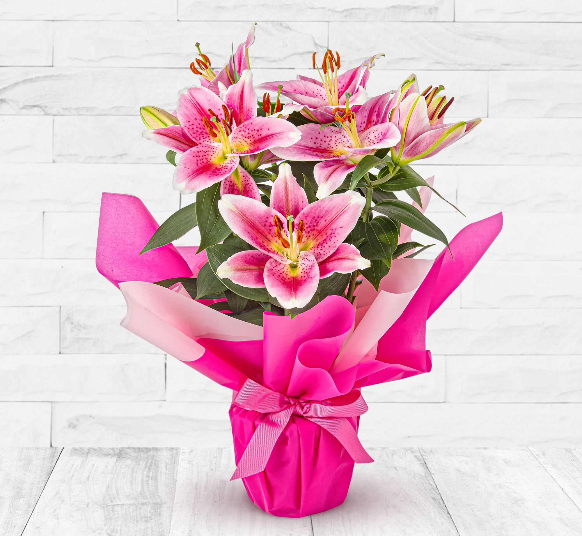 Lavish Lily