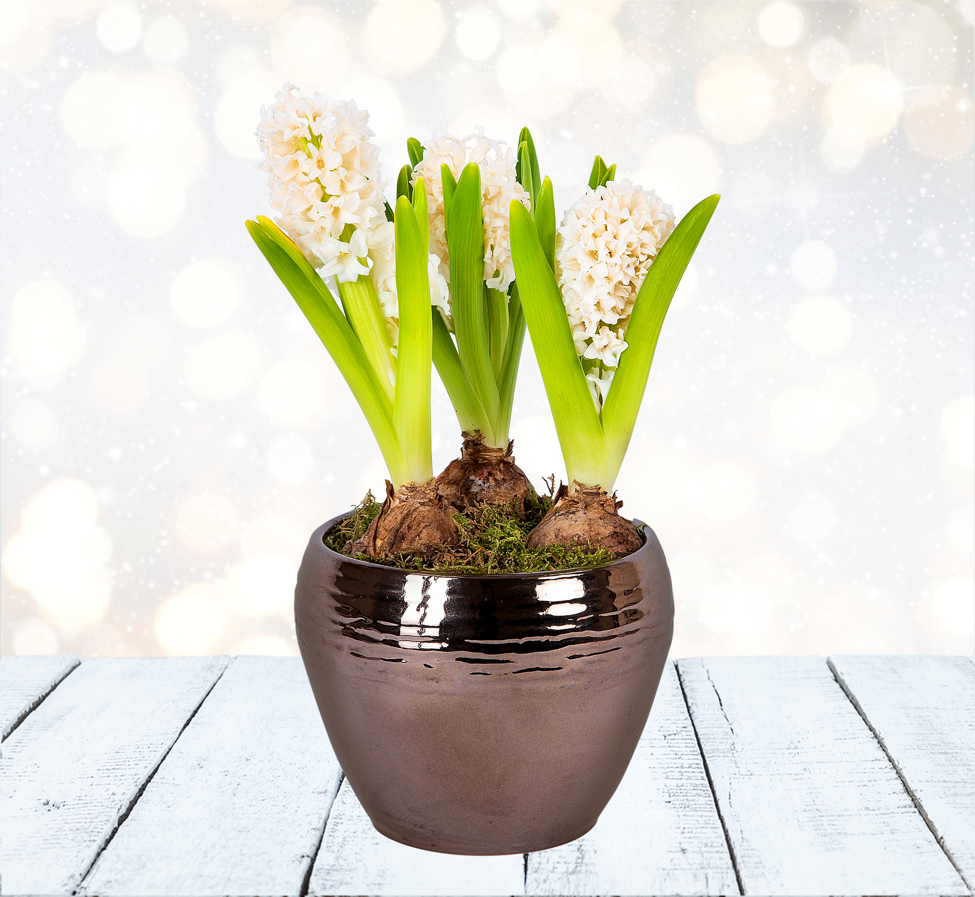 Triple Christmas Hyacinth 123 Flowers