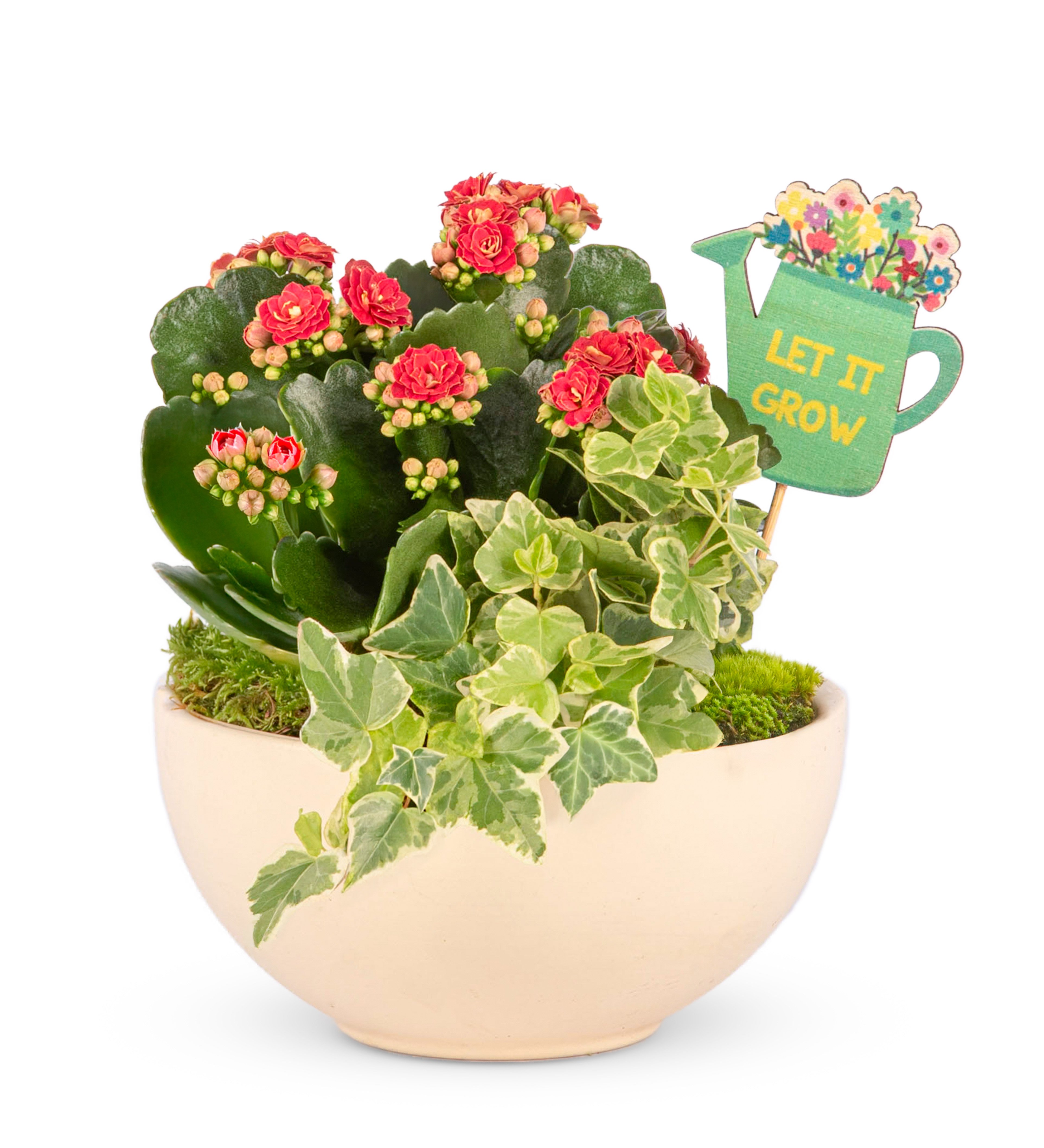 Kalanchoe & Ivy Plant