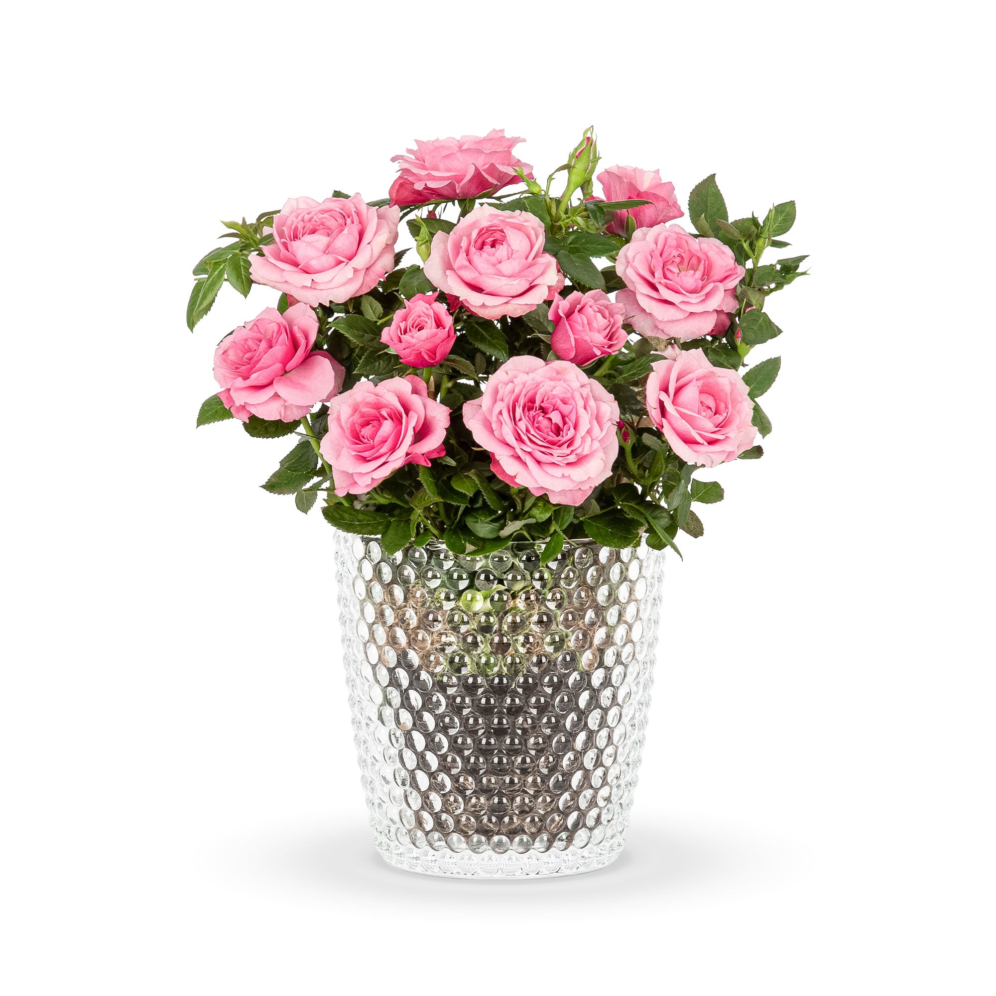 Rosebud