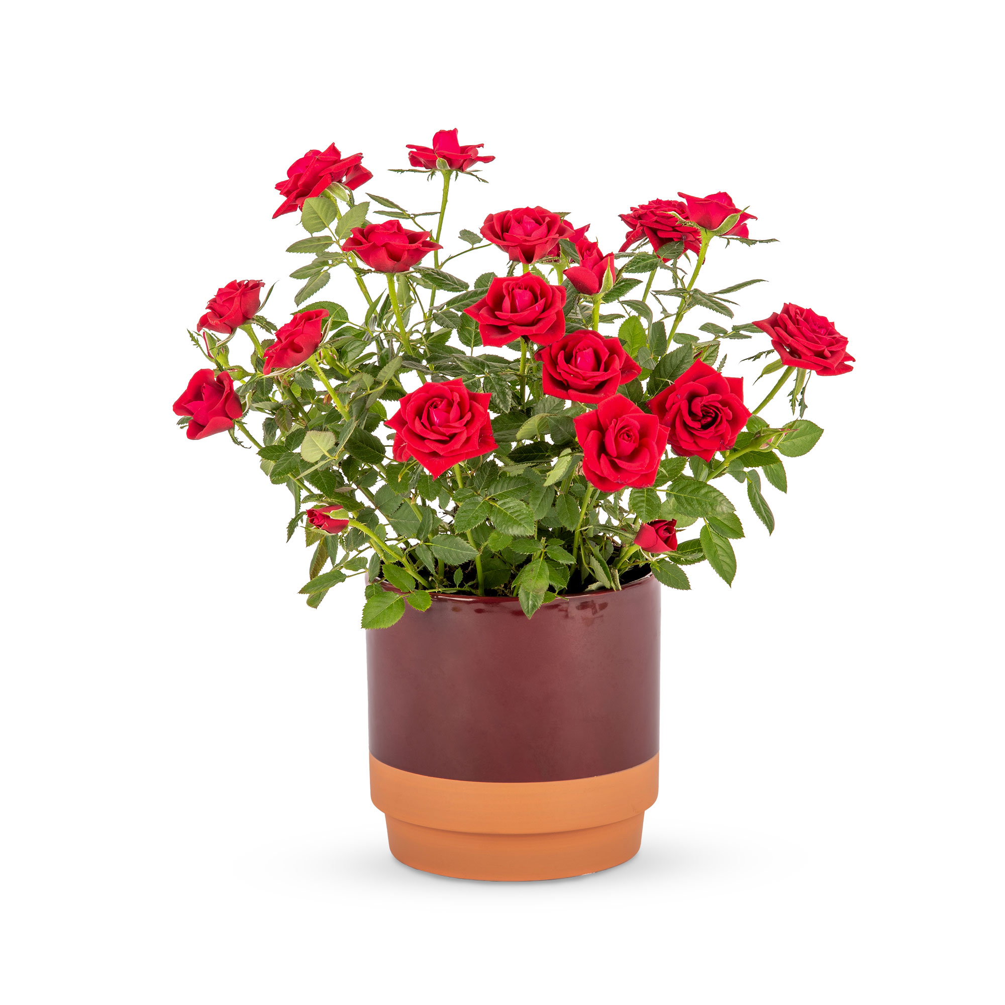 Elegant Red Rose