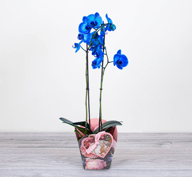 Blue Orchid 123 Flowers