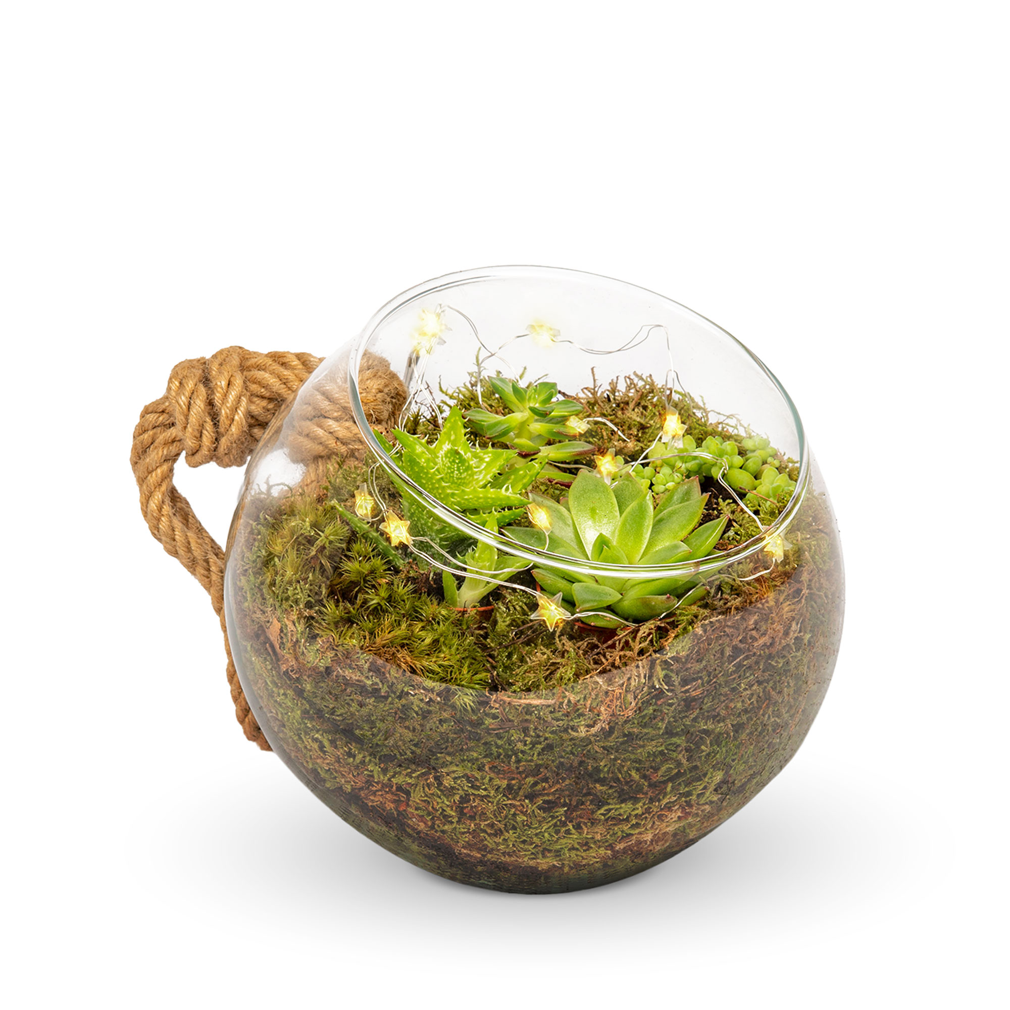 Organic Terrarium