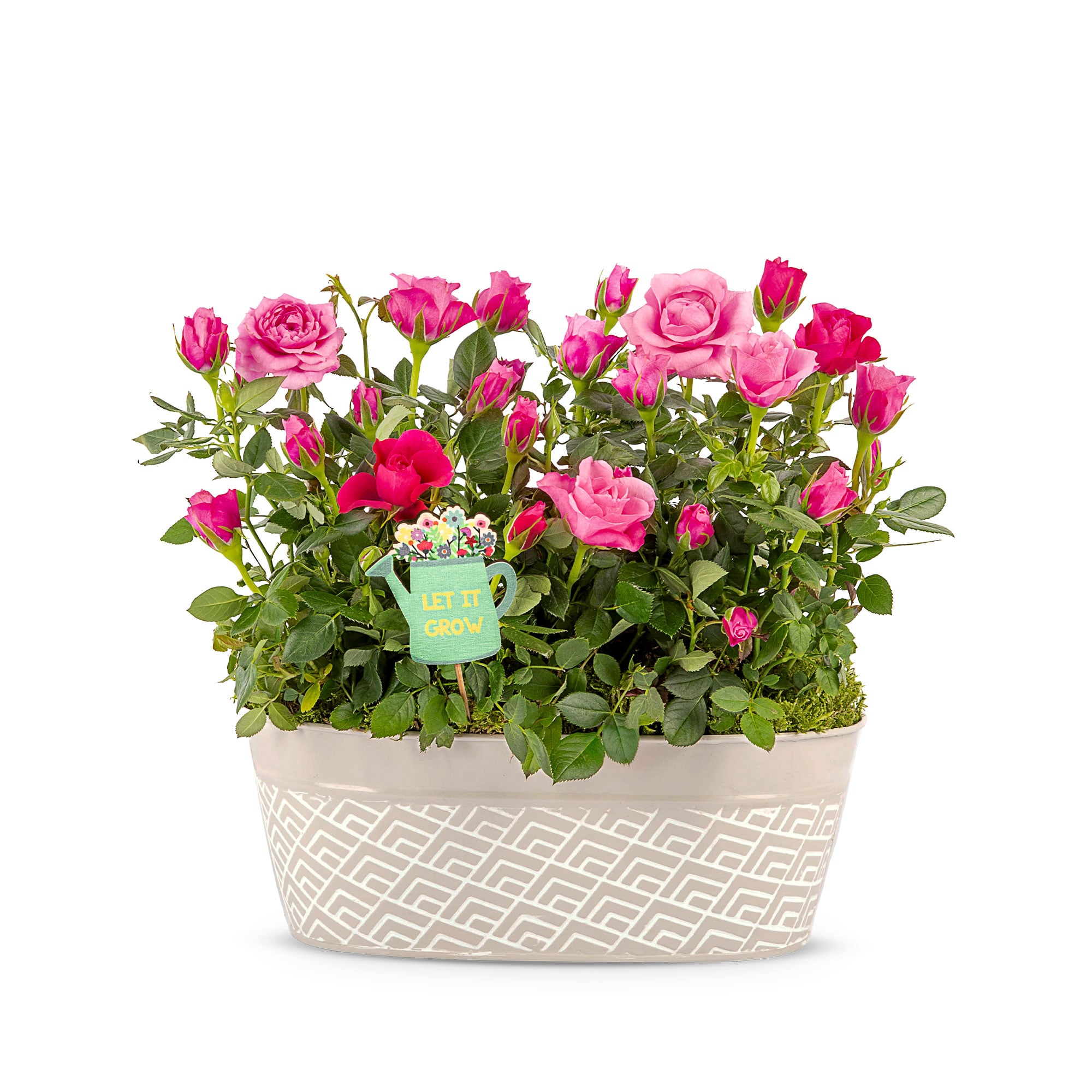 Spring Rose Plant