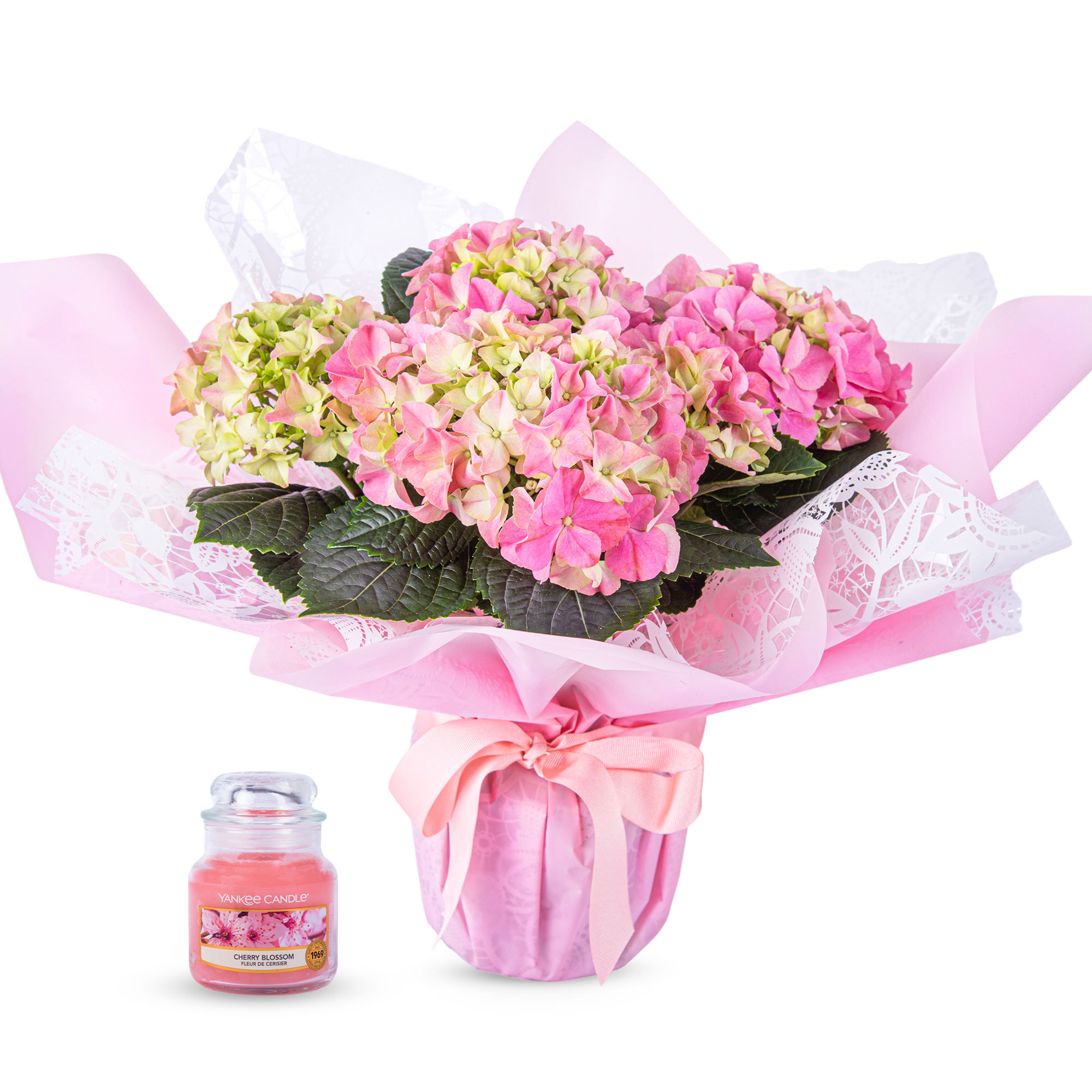 Radiant Hydrangea