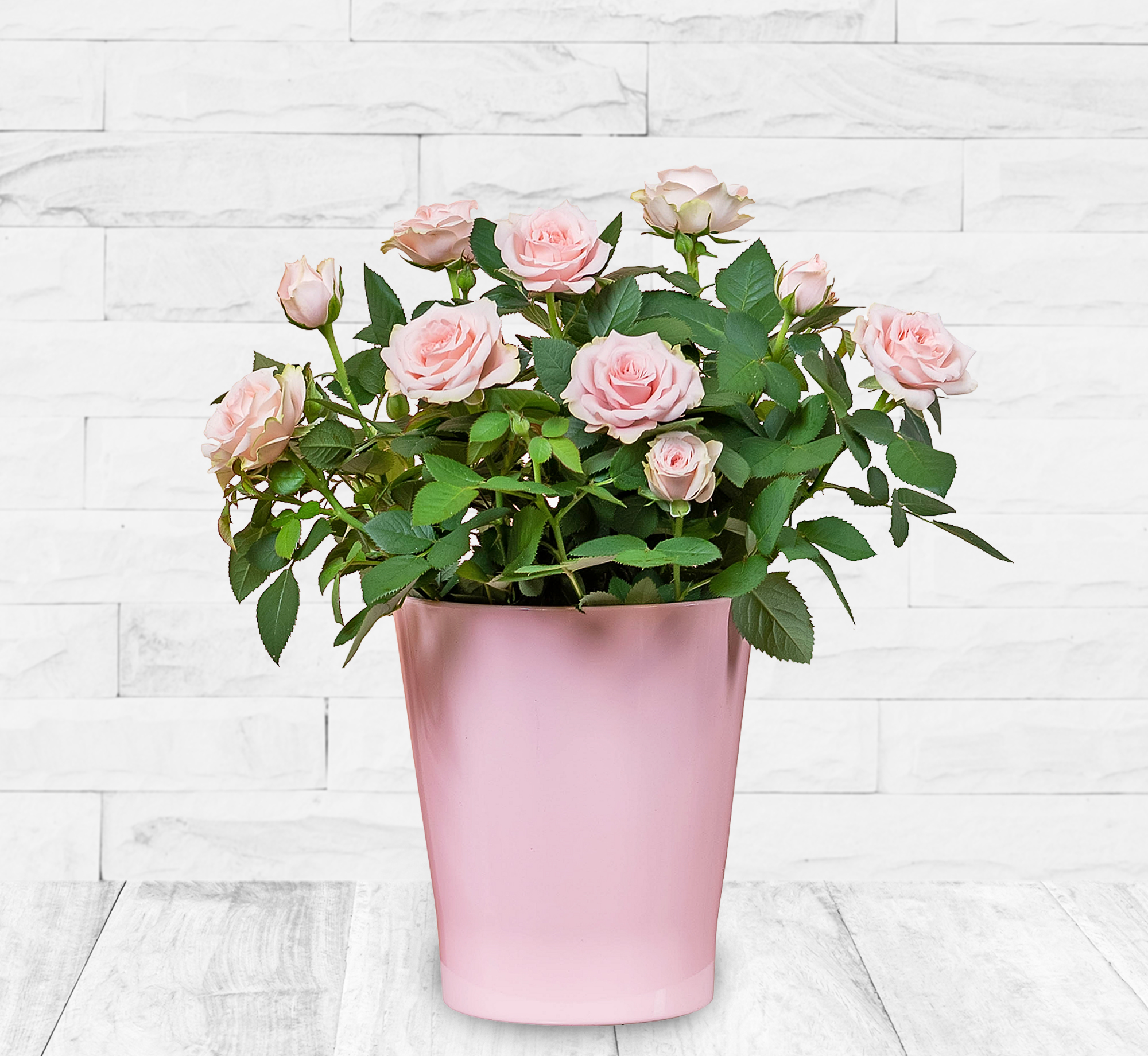 Mrs Rose Bucket 123 Flowers