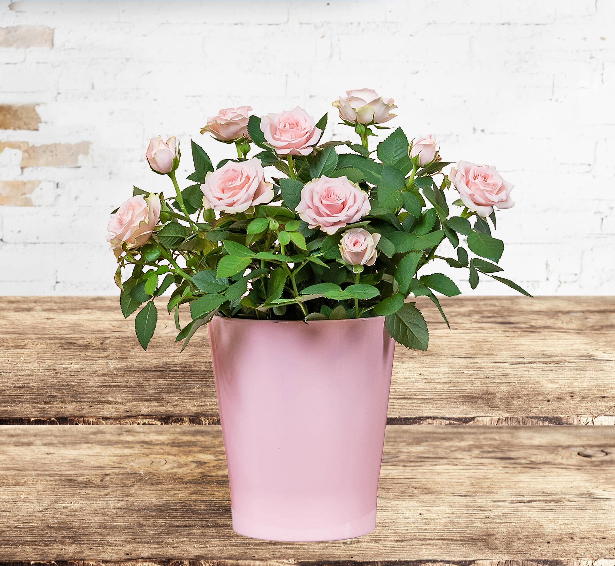 Mrs Rose Bucket 123 Flowers