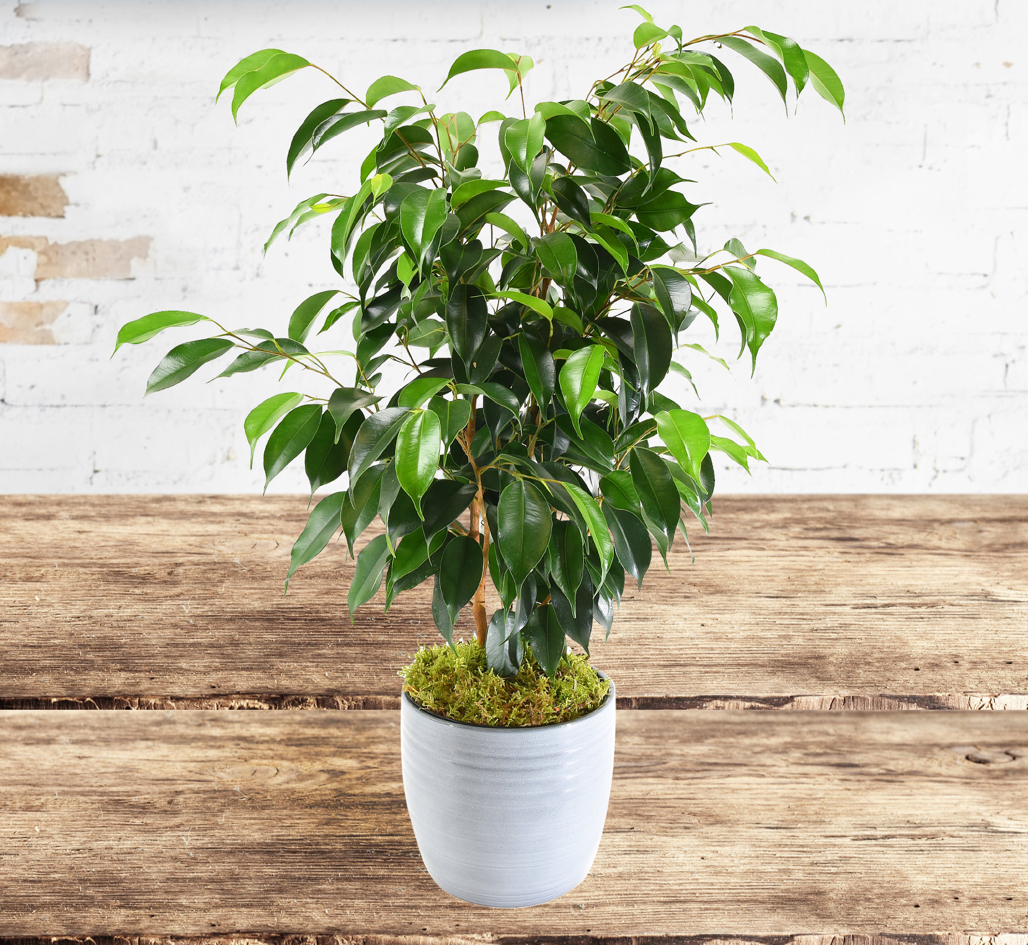 Ficus Benjamina 123 Flowers