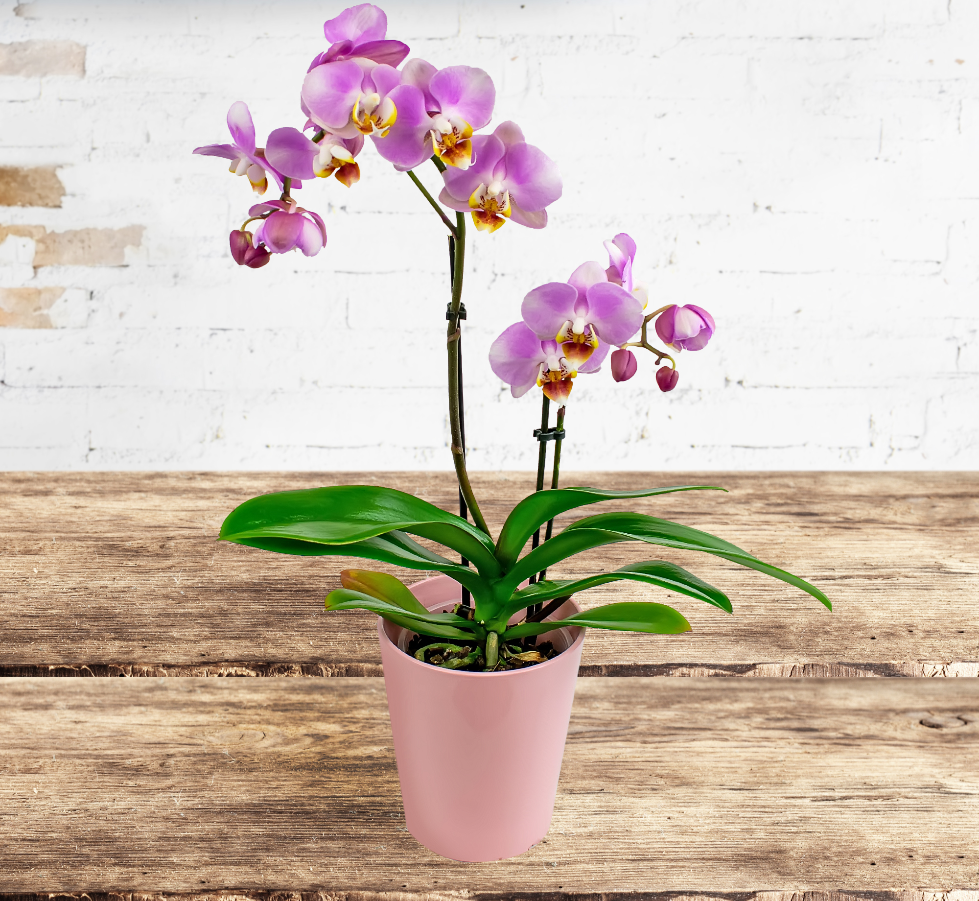 Orchid Phalaenopsis 123 Flowers
