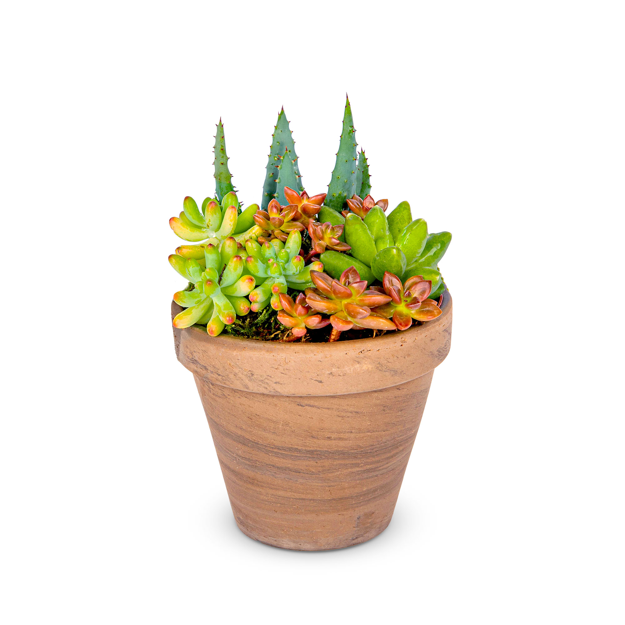 Succulent Garden Pot