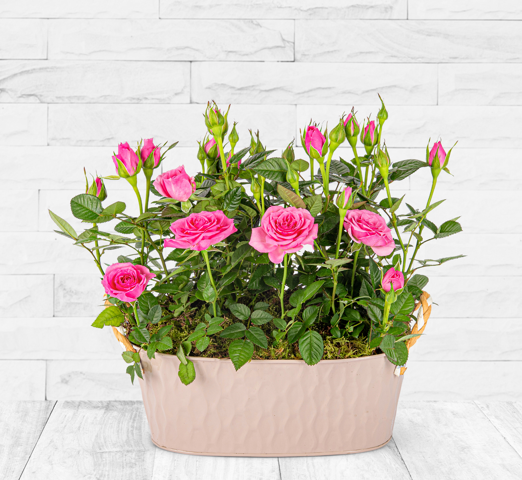 Image of Summer Rose Plant