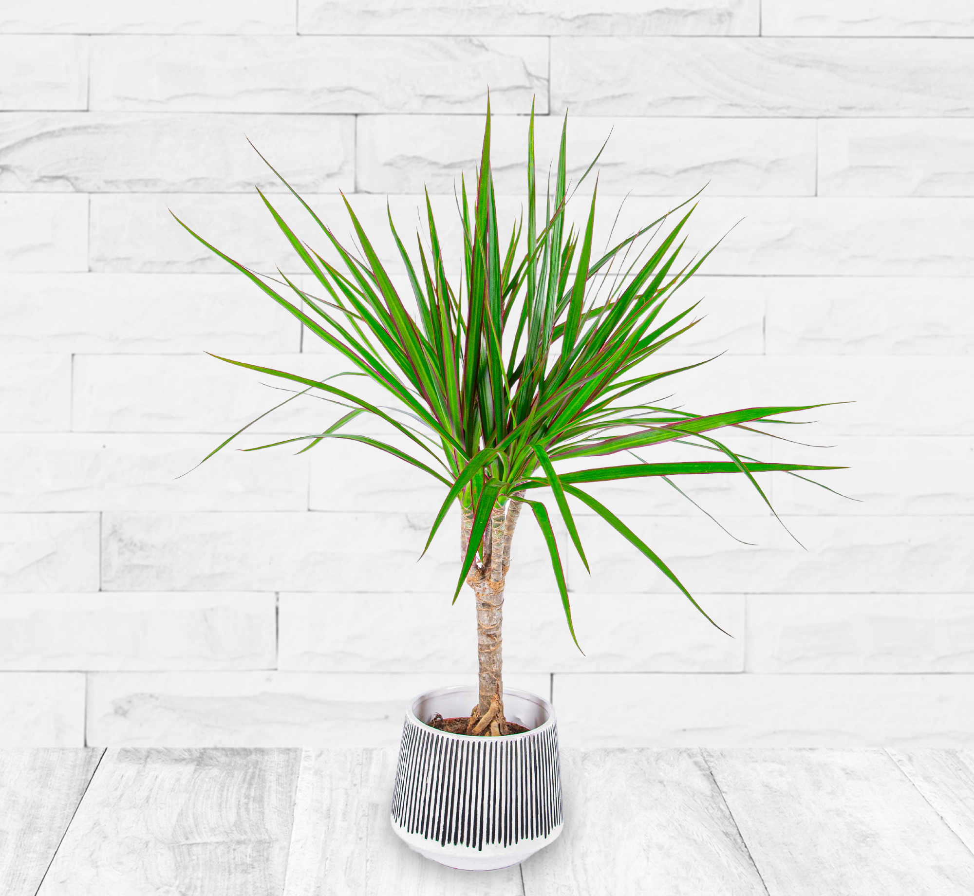 Dracena Marginata 123 Flowers