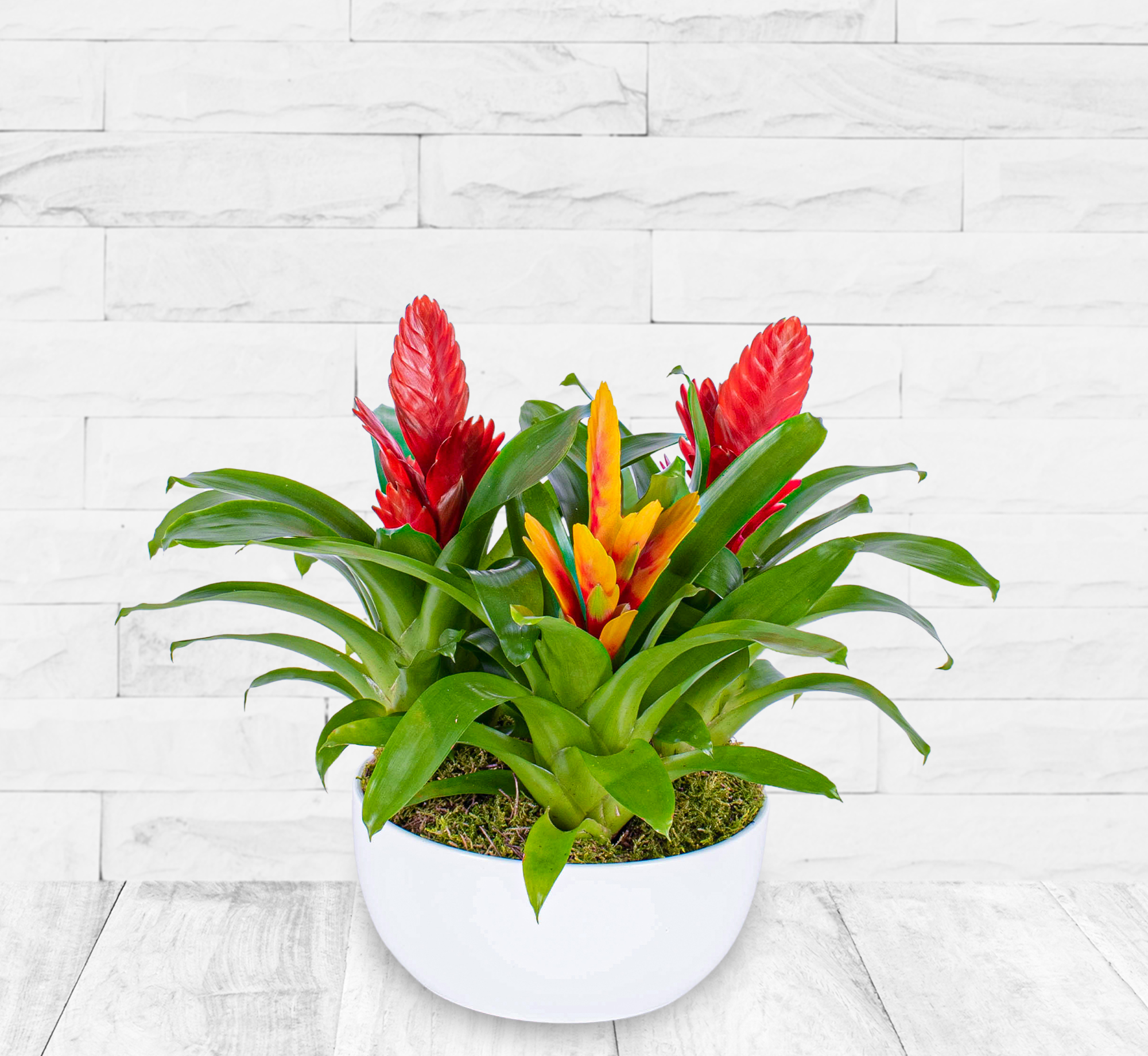 Bromeliad Plant 123 Flowers