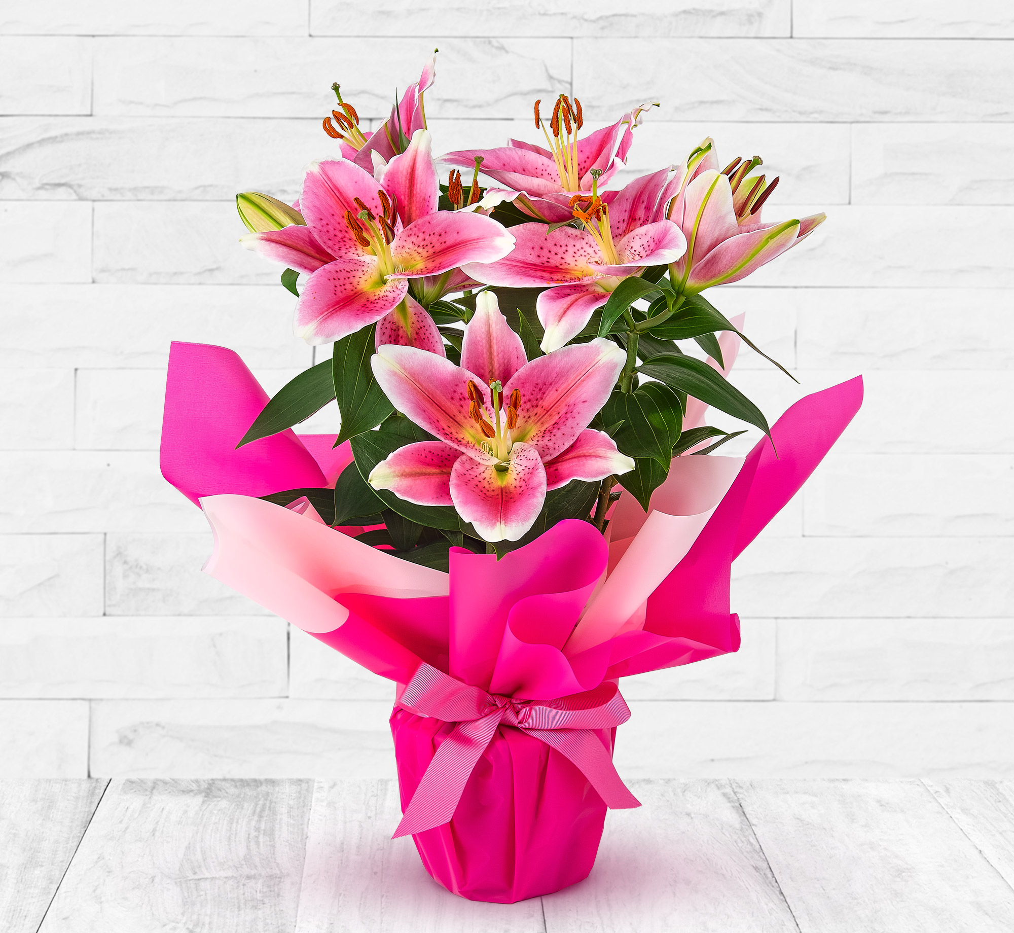 Oriental Lily
