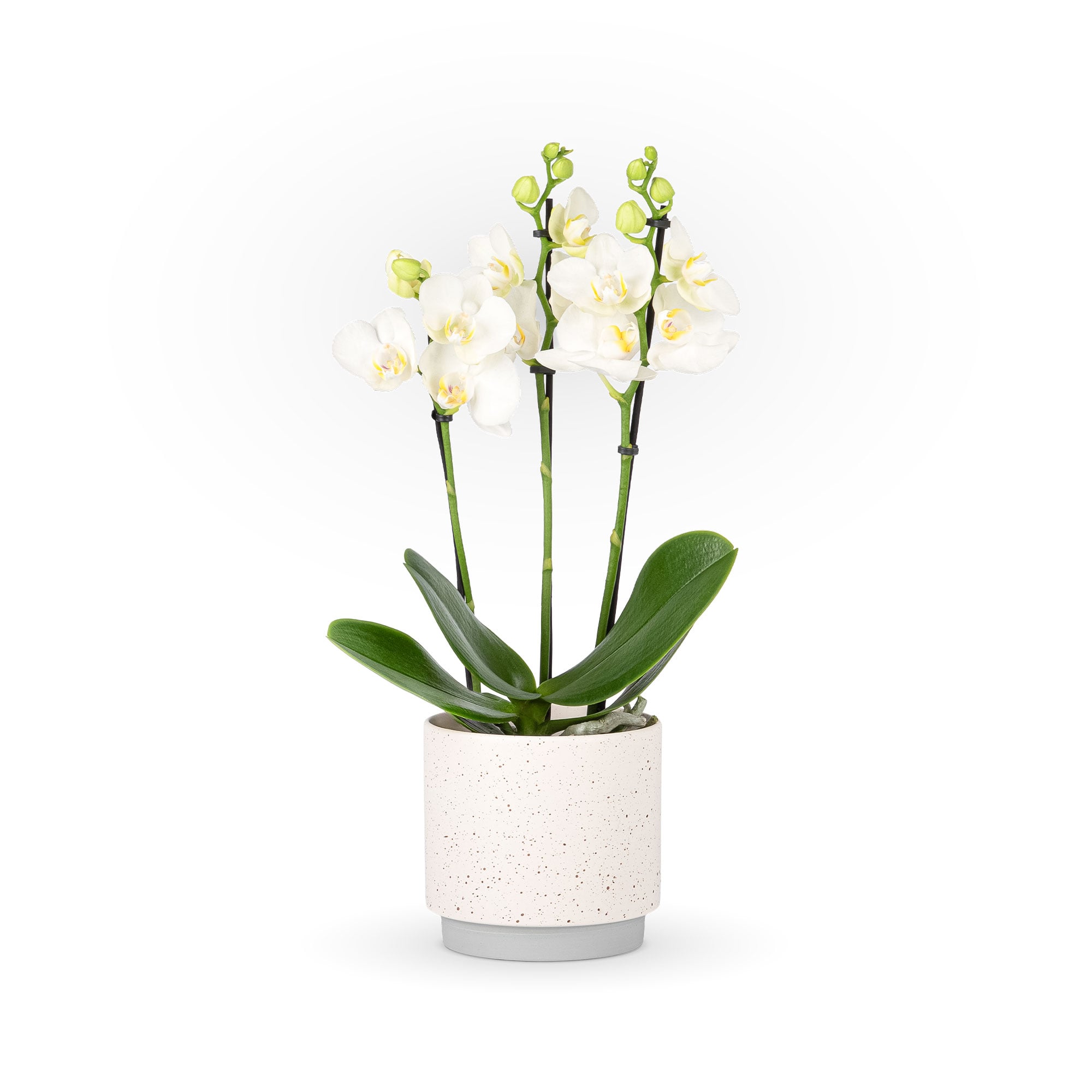 Enchanting Orchid
