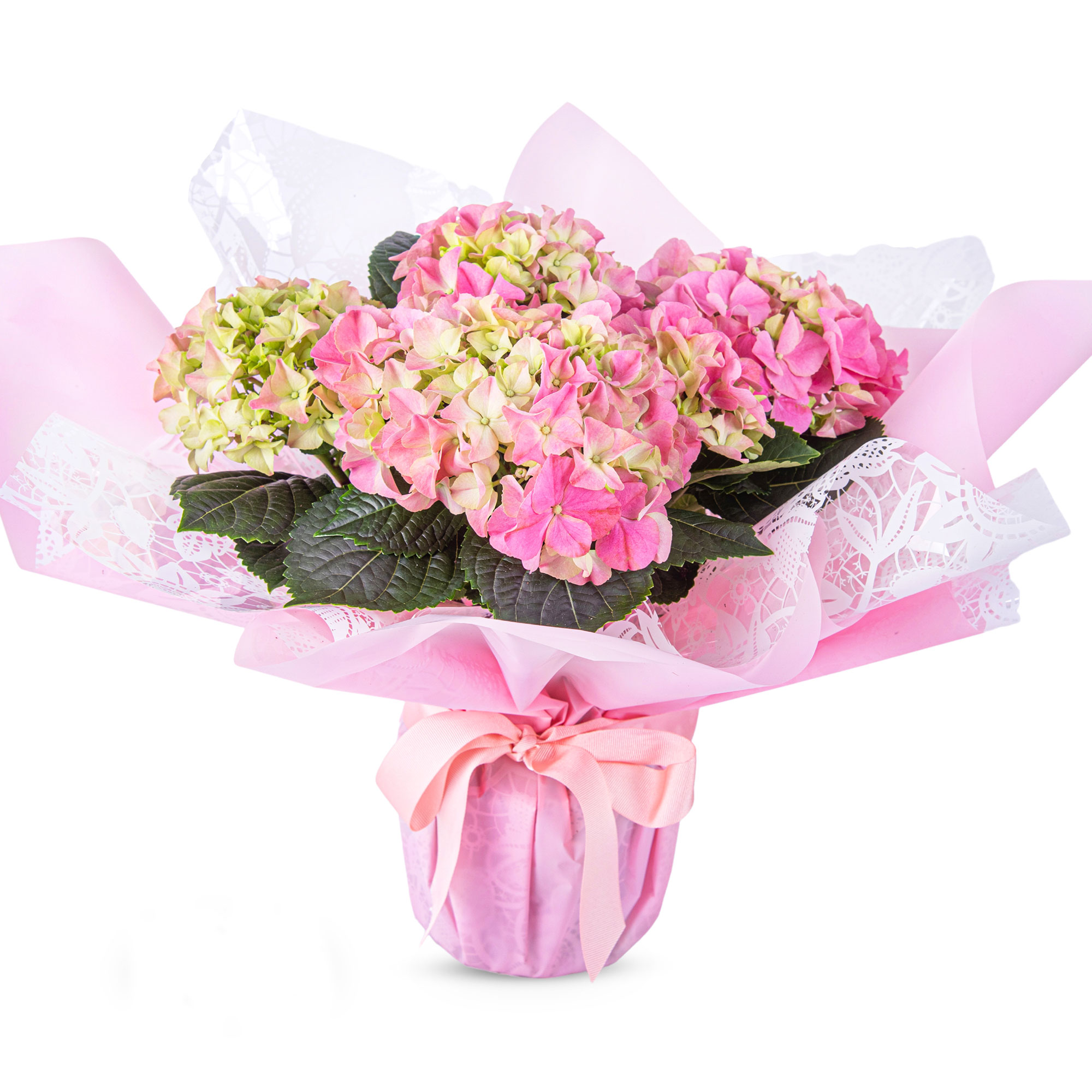 Glorious Hydrangea