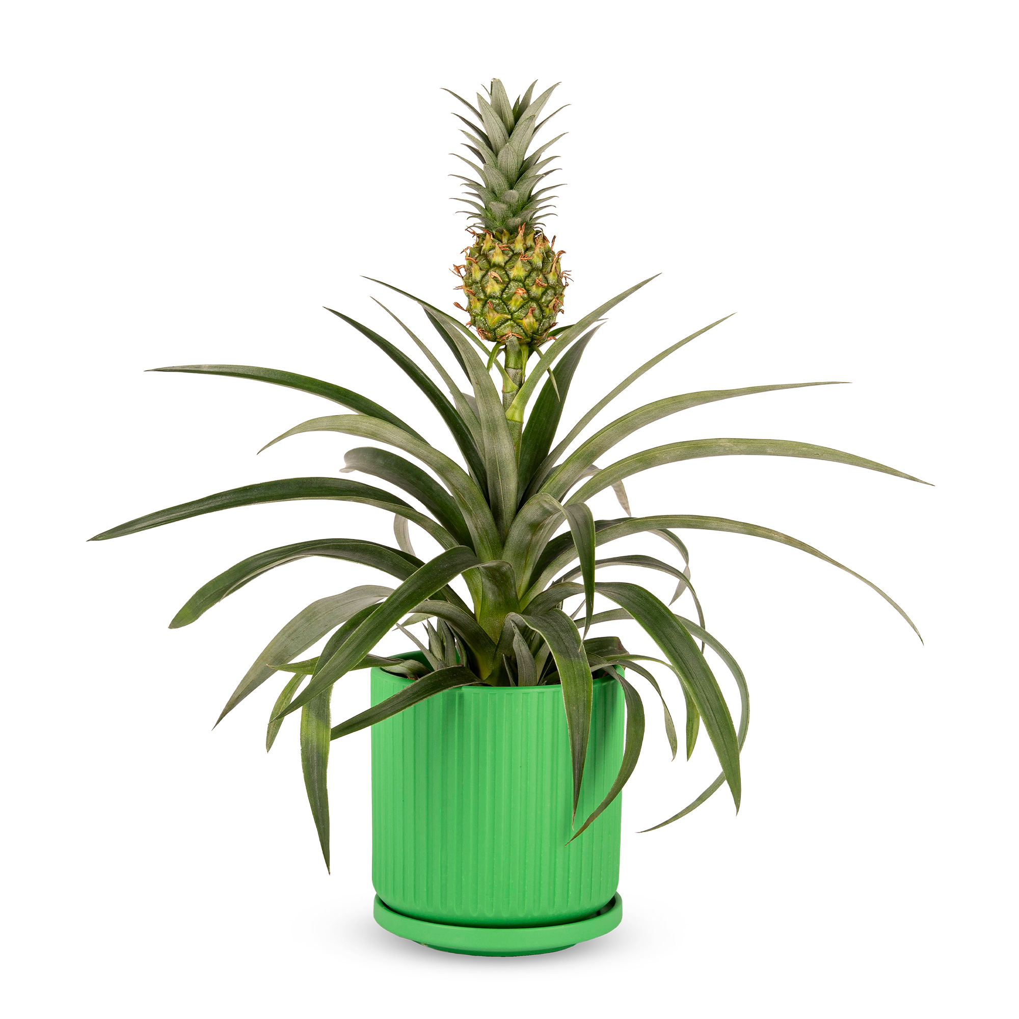 Pineapple Plant