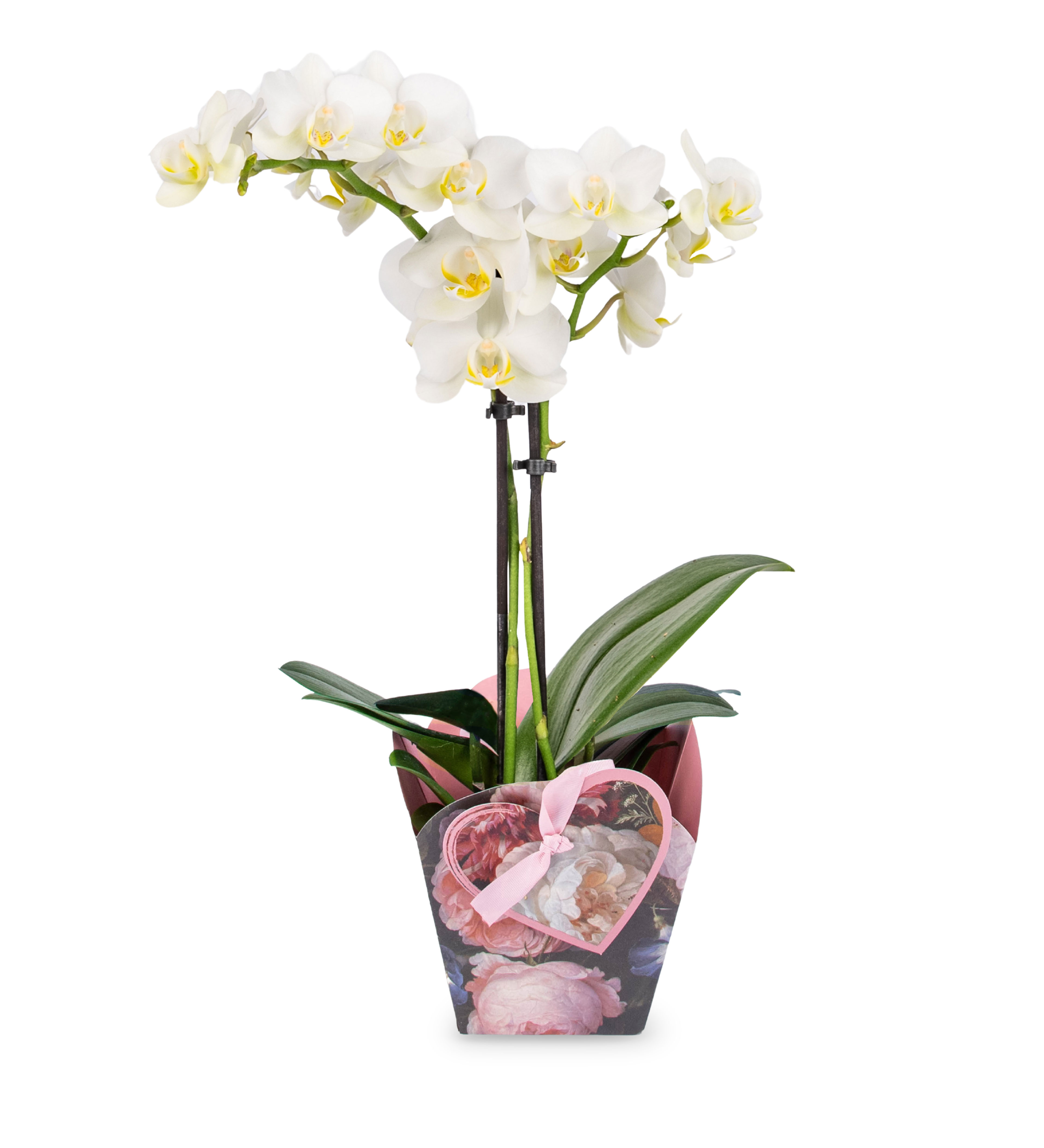 Enchanting Orchid