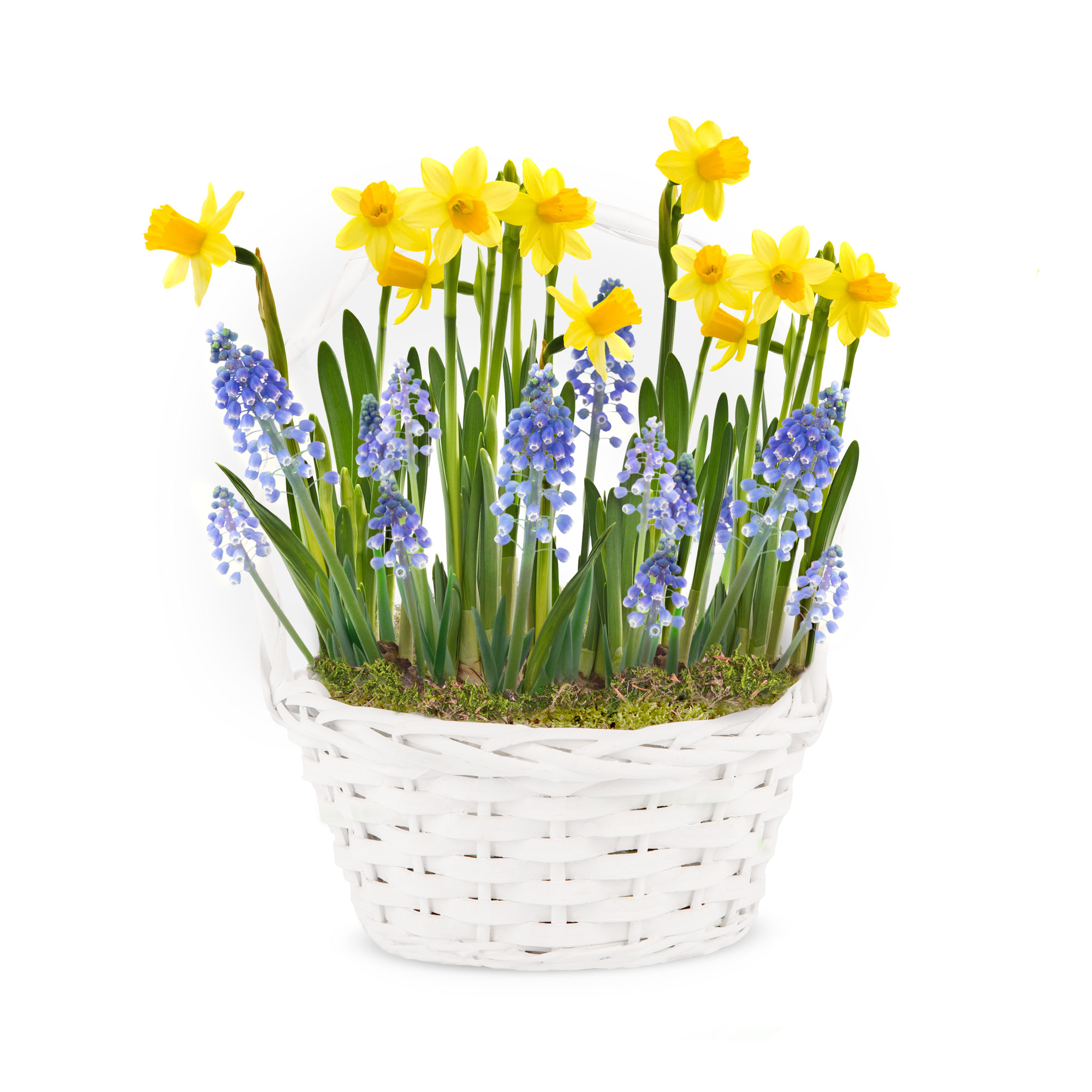 Spring Basket