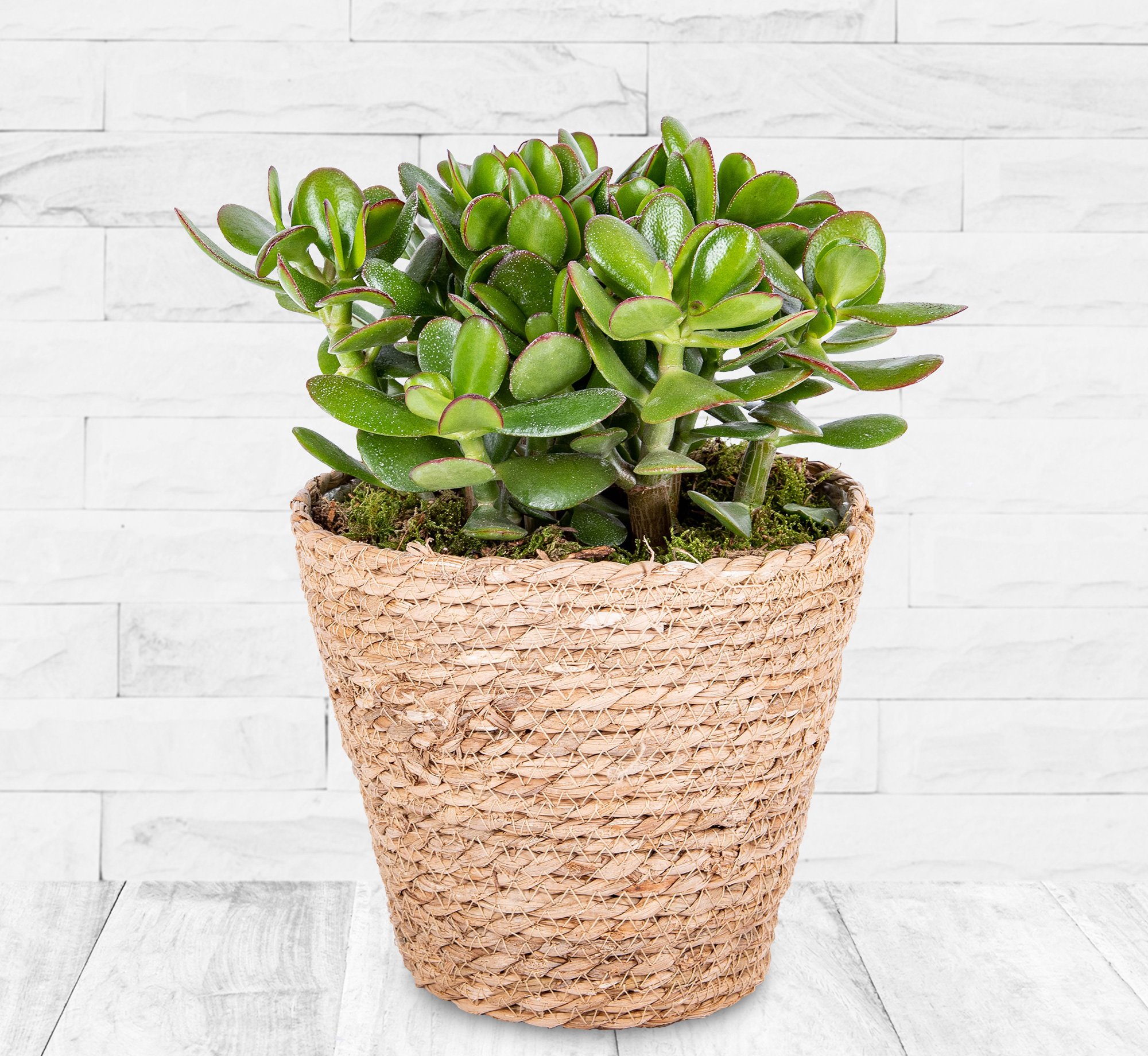 Money Tree 123 Flowers