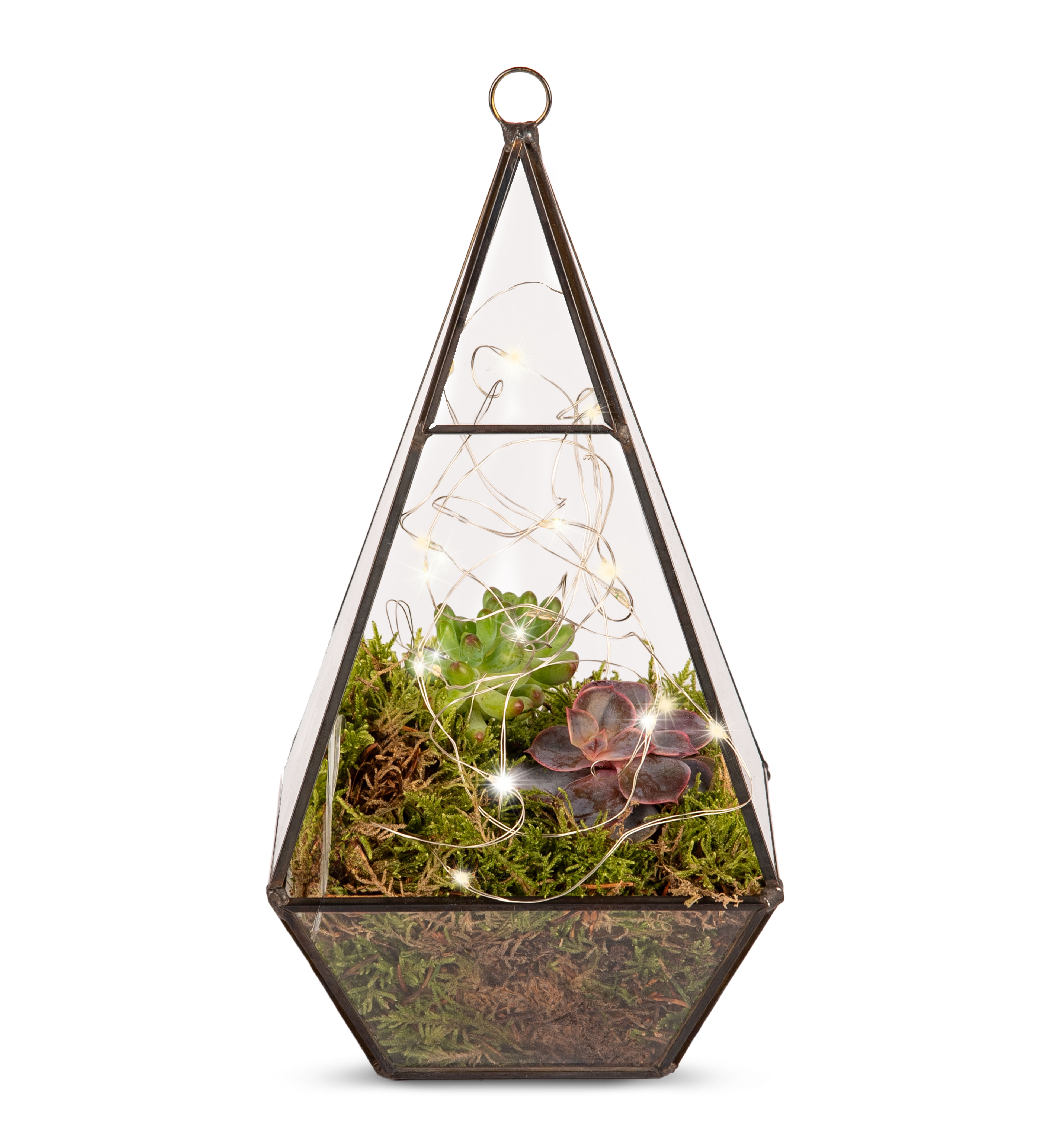 Organic Terrarium
