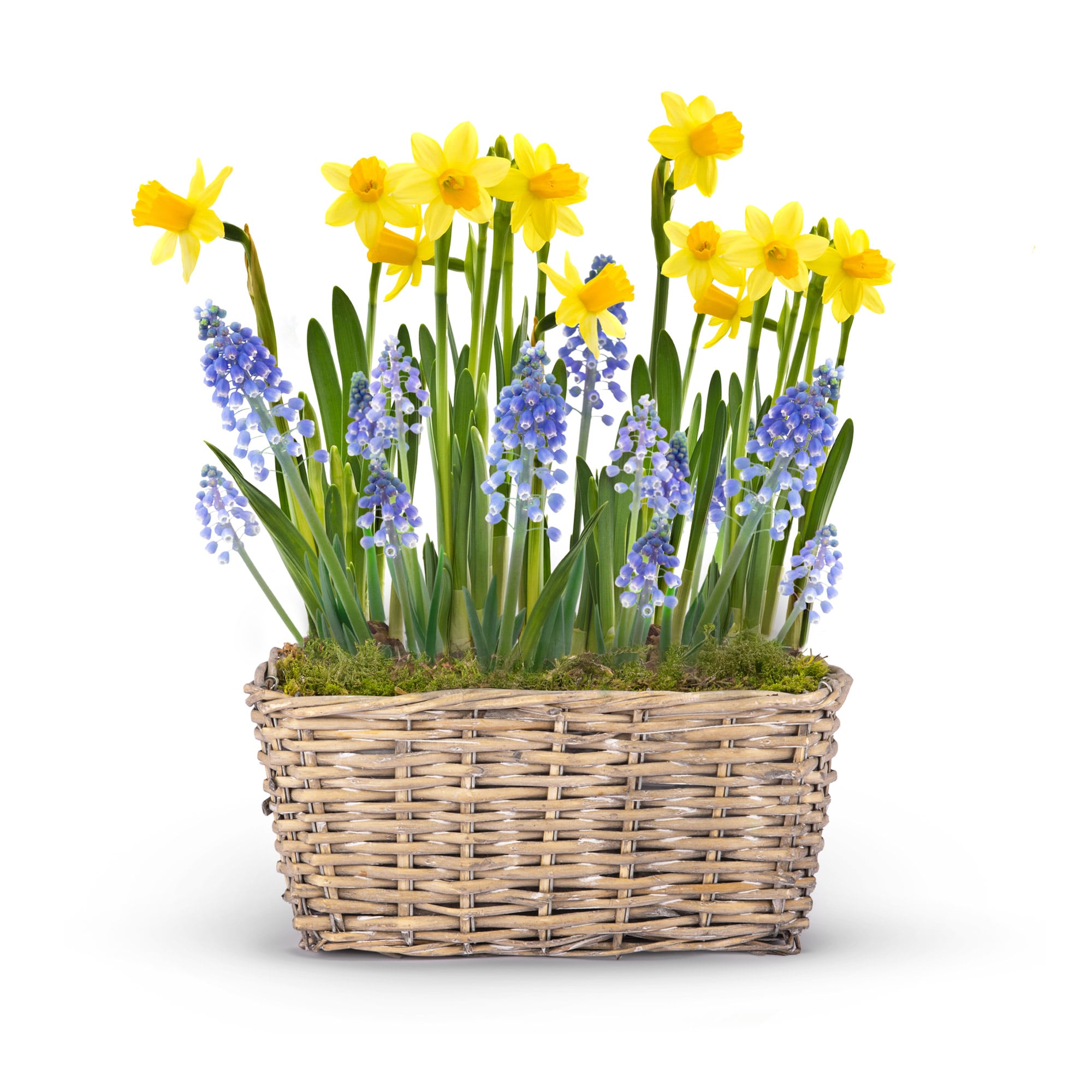 Spring Basket