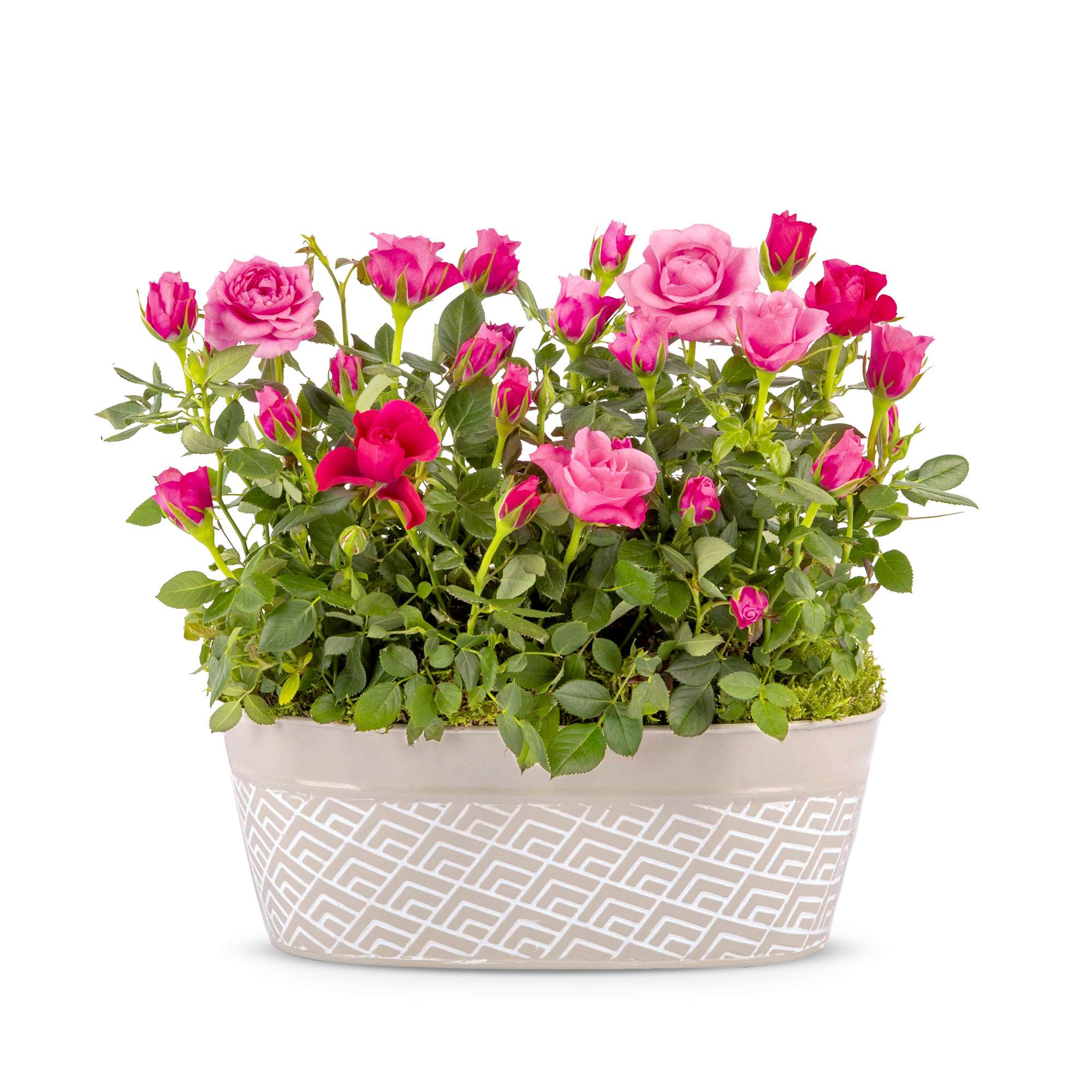 Spring Rose Plant
