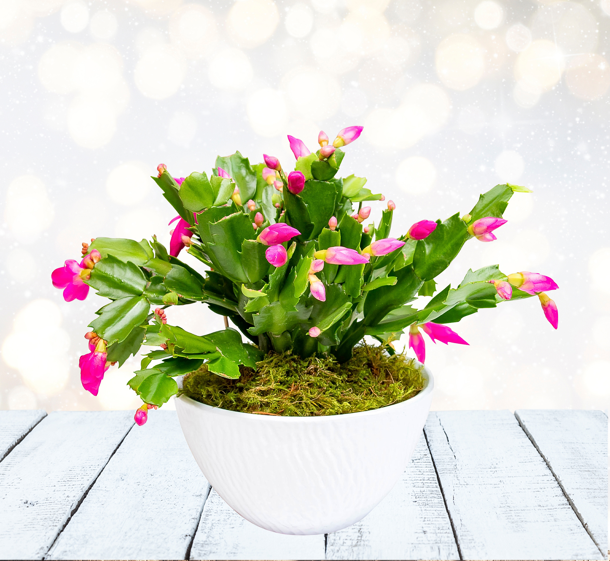 Christmas Cactus 123 Flowers